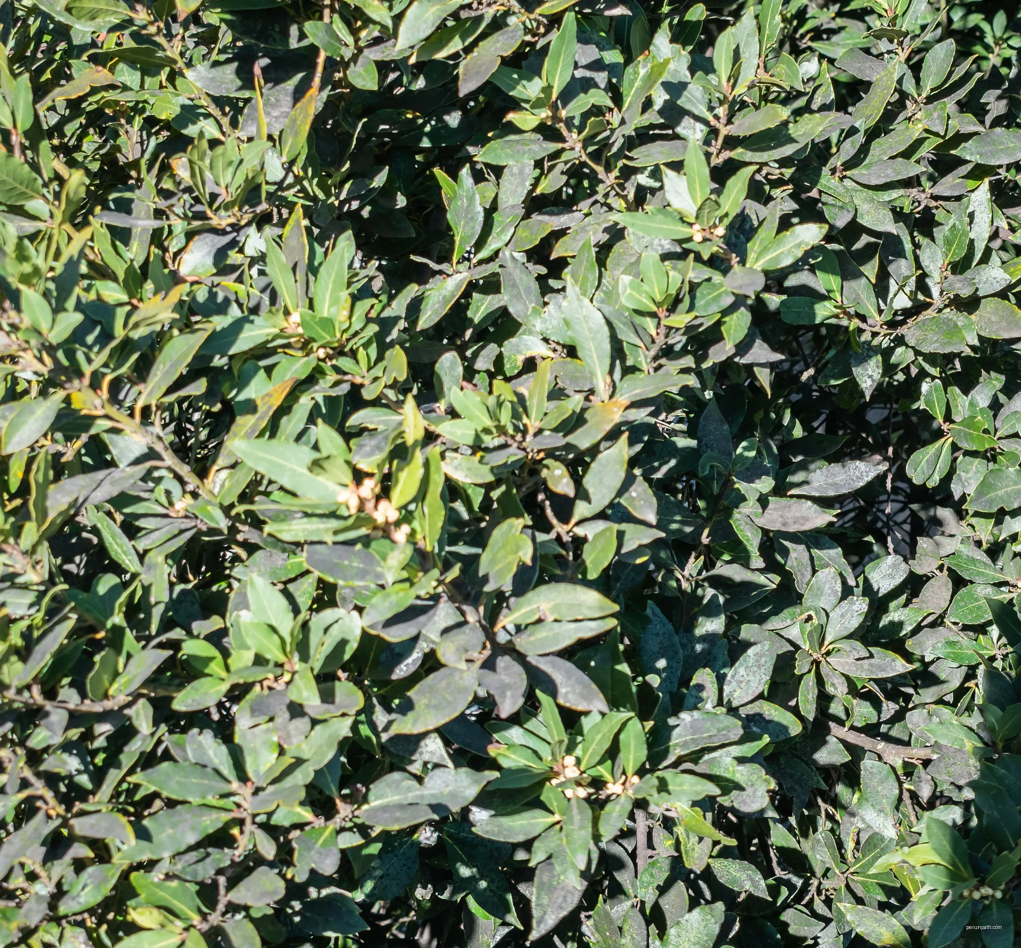 Laurus nobilis in Girona, Catalonia, Spain | Autor: Krzysztof Golik | Licencja: CC BY-SA 4.0 | Źródło: Wikimedia Commons