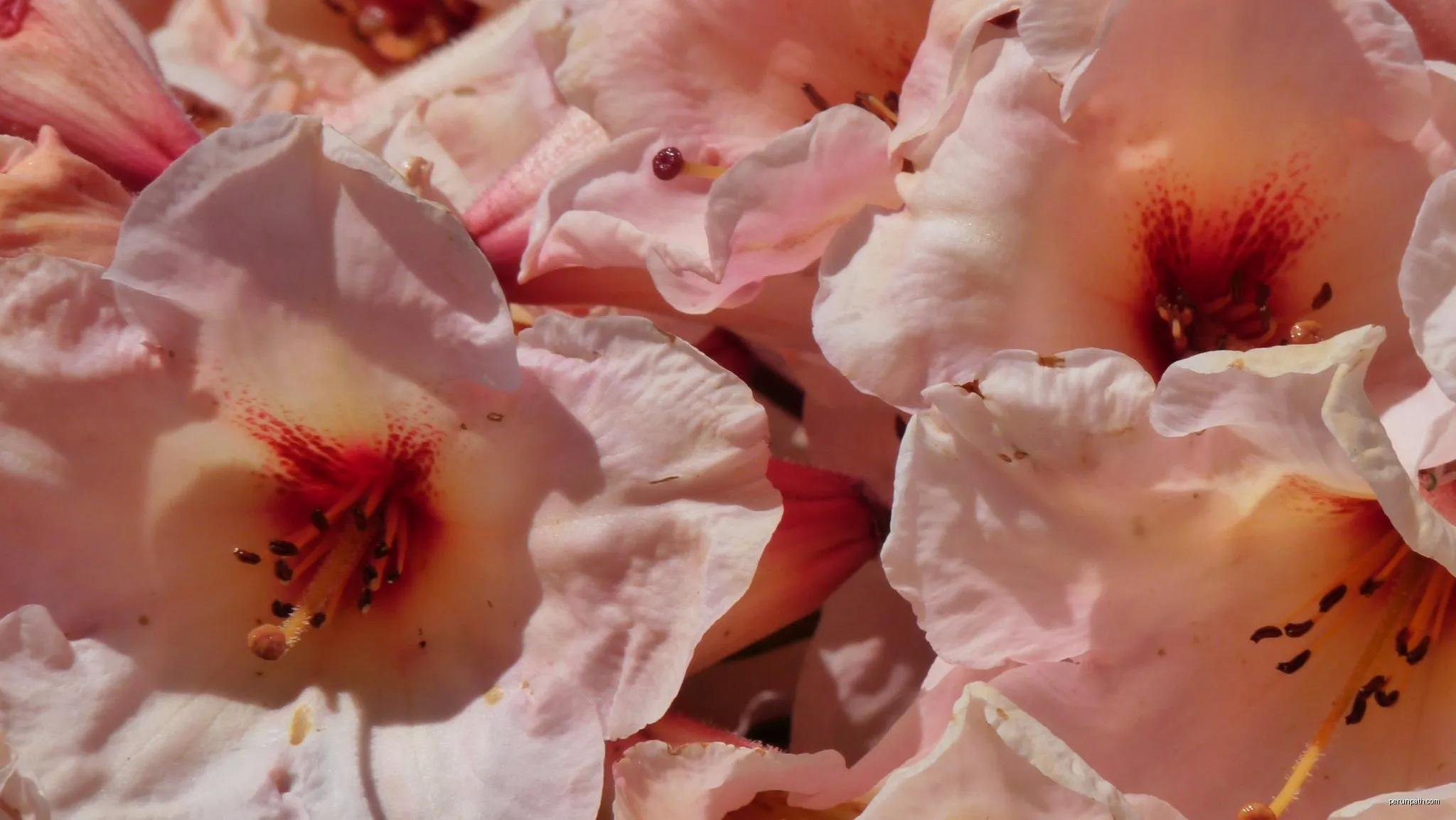 Les Rhododendrons