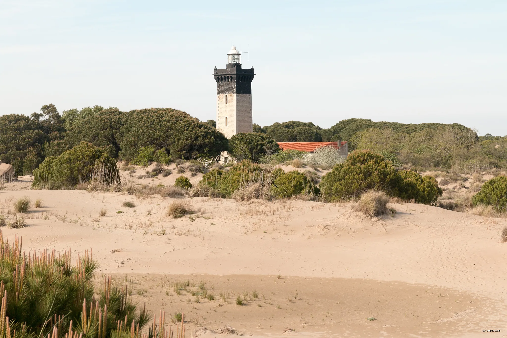 In spring, there are still in the dunes wetlands traces the path of underground water from "enganes" and ponds that are found around the lighthouse.. | Autor: Daniel VILLAFRUELA. | Licencja: CC BY-SA 4.0 | Źródło: Wikimedia Commons