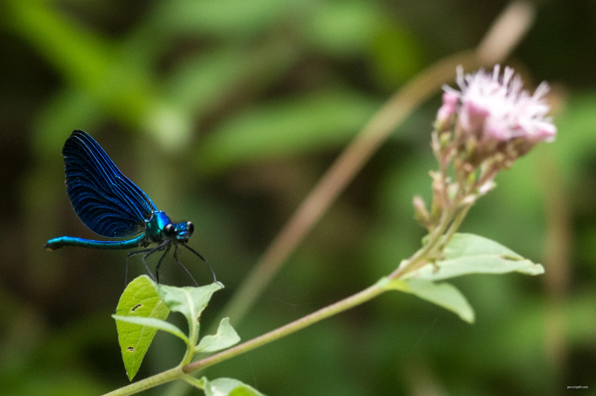 Le pouvoir des fleurs | Autor: jacme31 | Licencja: CC BY-SA 2.0 | Źródło: Wikimedia Commons