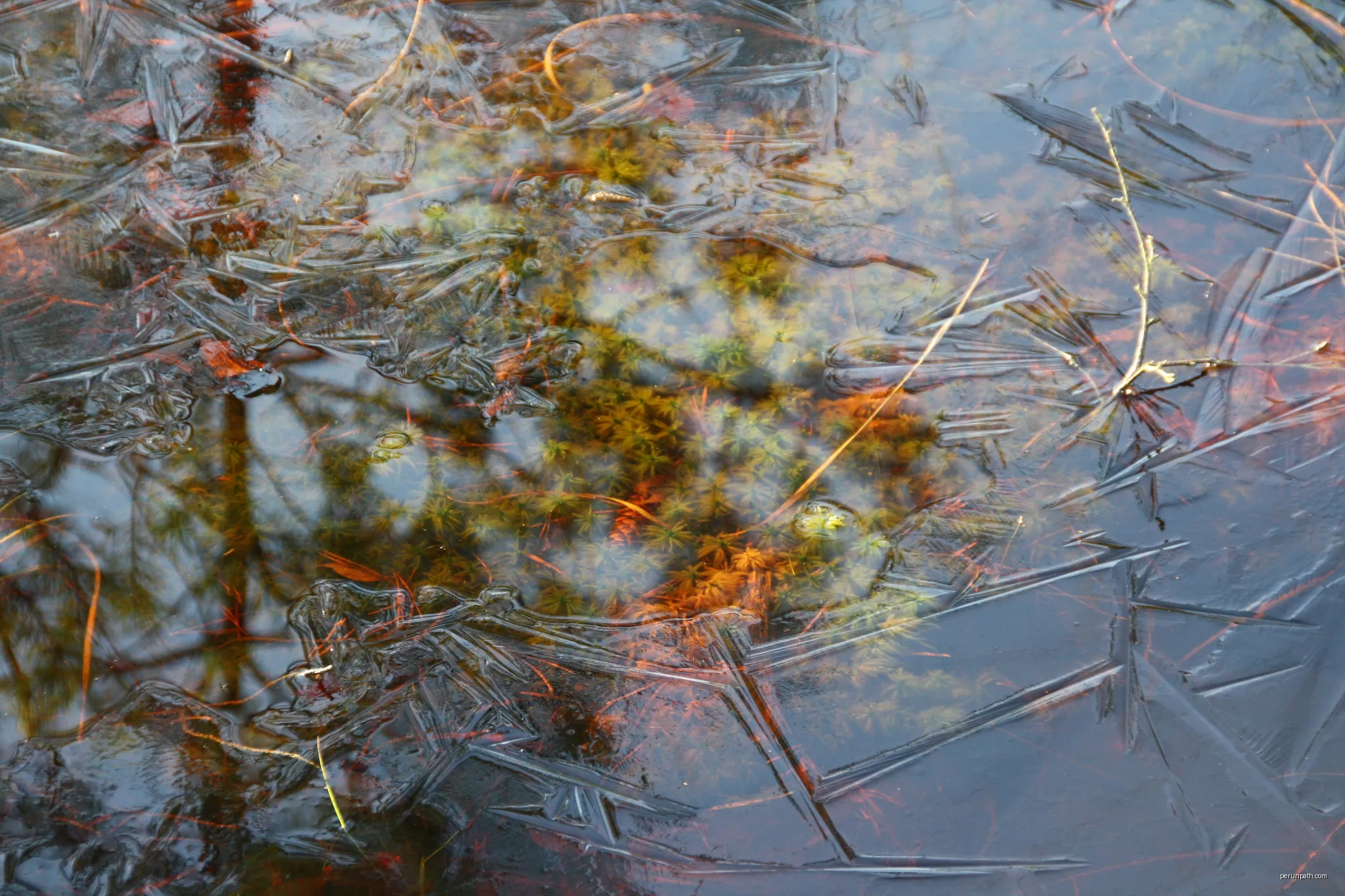 Farbenfrohes Leben unter einer eingefrorenen Wasserschicht im Winter, NSG Grundloses Moor bei Walsrode, Niedersachsen | Autor: Anna Mastalerz | Licencja: CC BY-SA 3.0 | Źródło: Wikimedia Commons