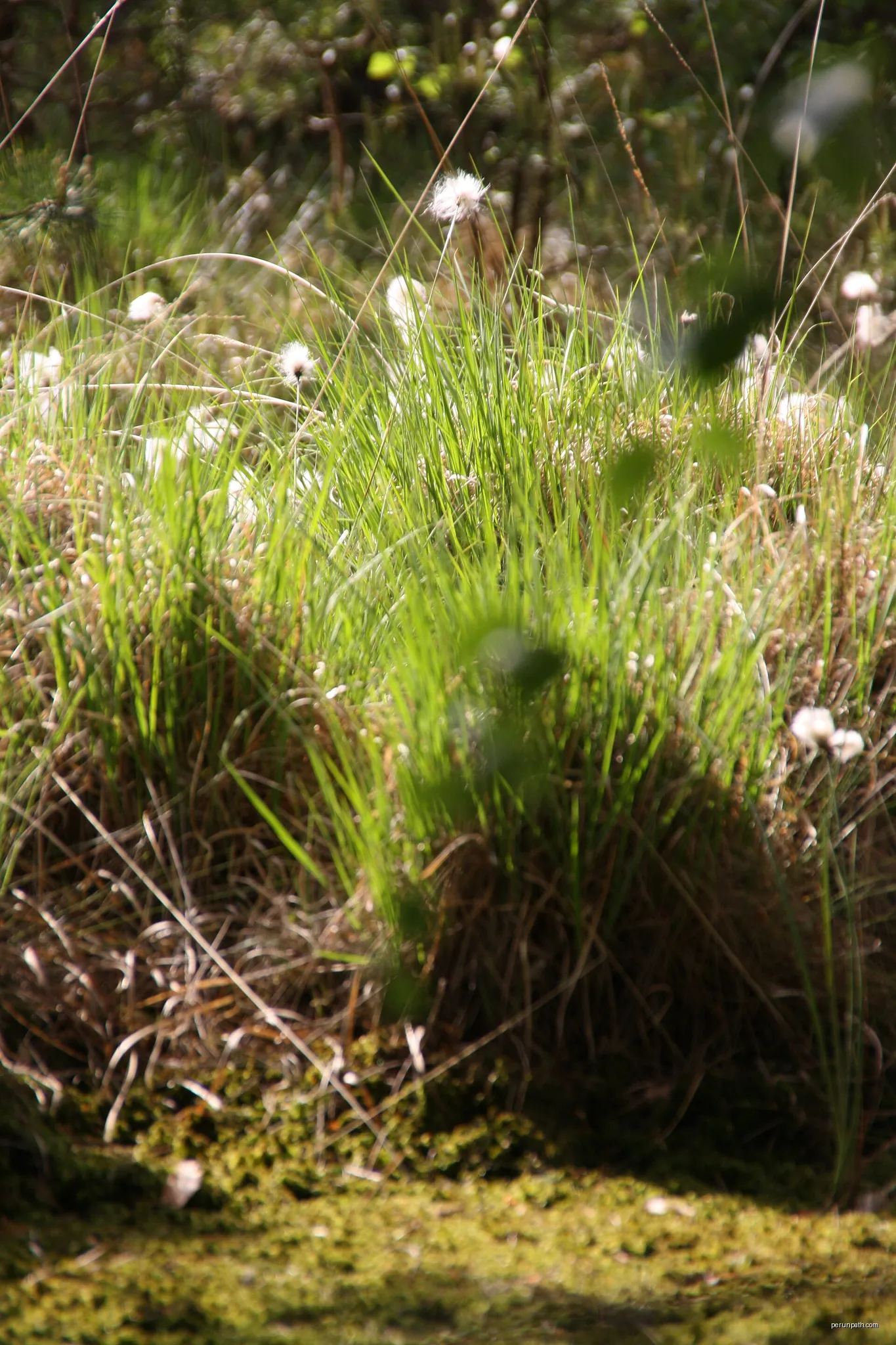 Moorvegetation (Wollgras, Eriophorum sp.) im Sommer, NSG Grundloses Moor bei Walsrode, Niedersachsen | Autor: Anna Mastalerz | Licencja: CC BY-SA 3.0 | Źródło: Wikimedia Commons