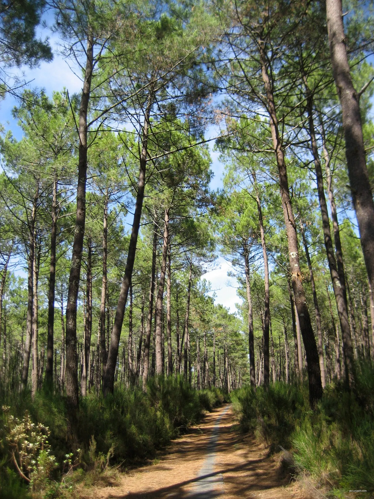 Sentier d'interprétation nature de la réserve biologique de la Mailloueyre