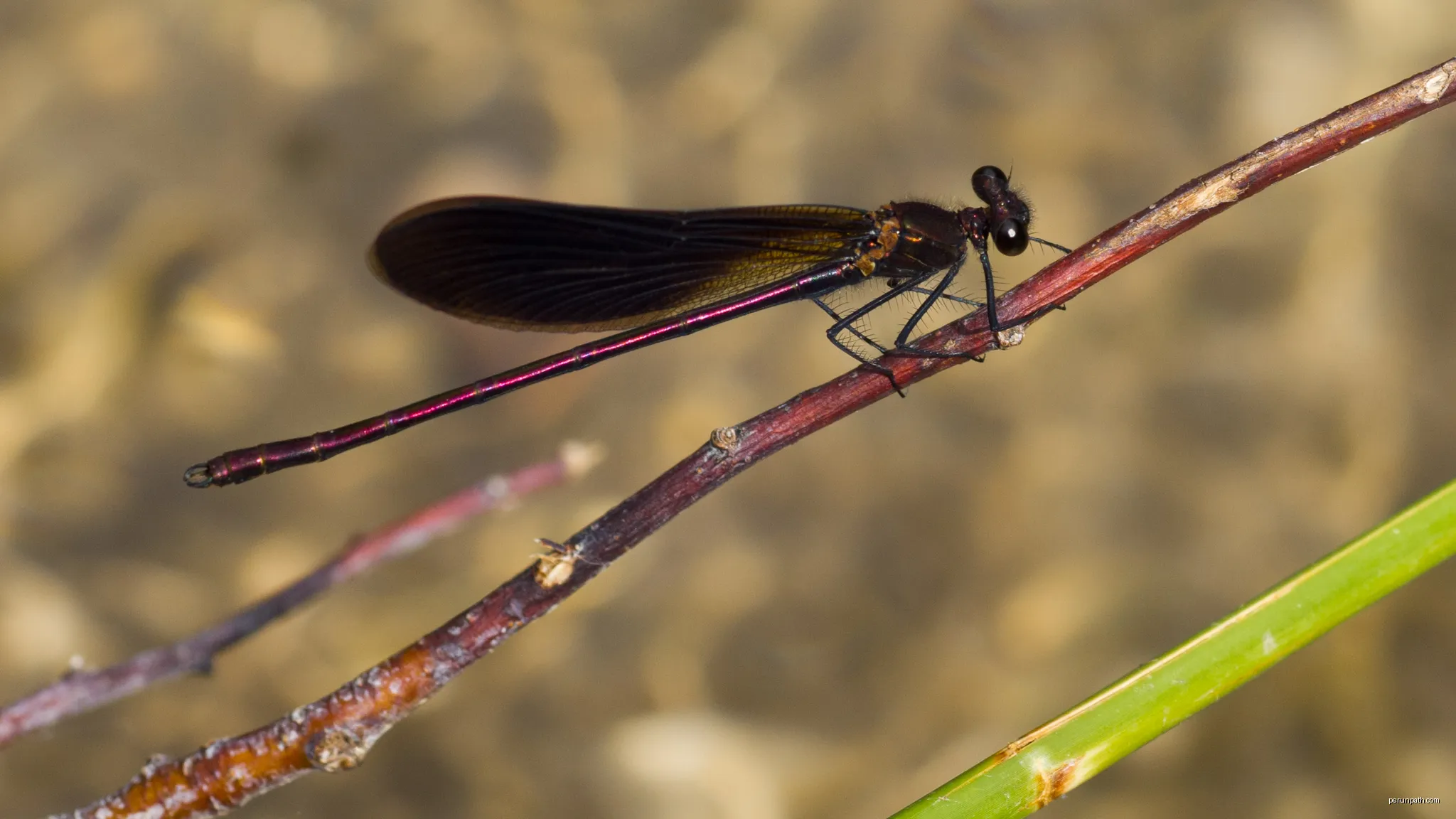 Libellule | Autor: jacme31 | Licencja: CC BY-SA 2.0 | Źródło: Wikimedia Commons