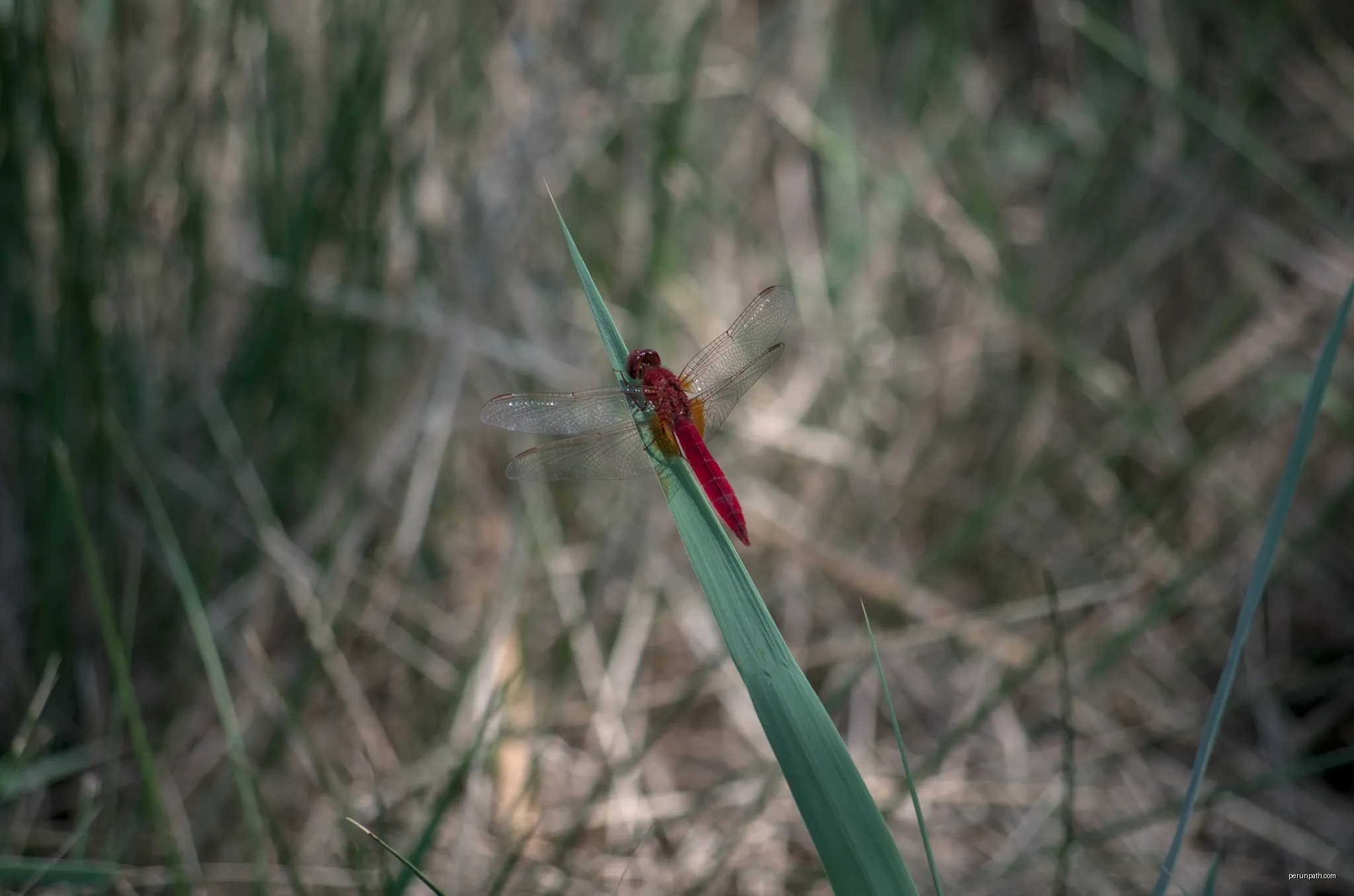Sentier des tamaris