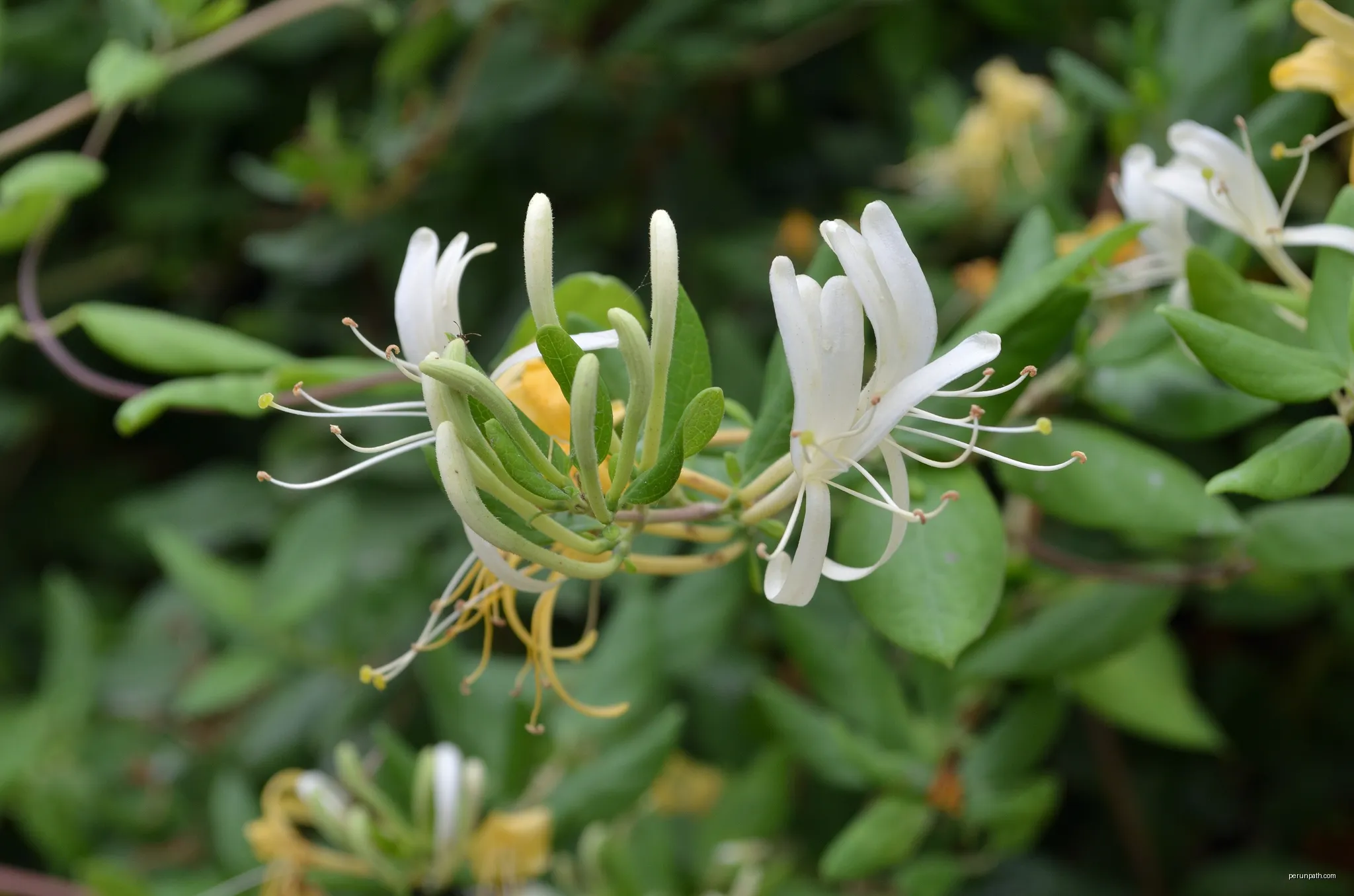 Italian woodbine (Lonicera caprifolium) | Autor: Manfred Schulenburg | Licencja: CC BY-SA 4.0 | Źródło: Wikimedia Commons