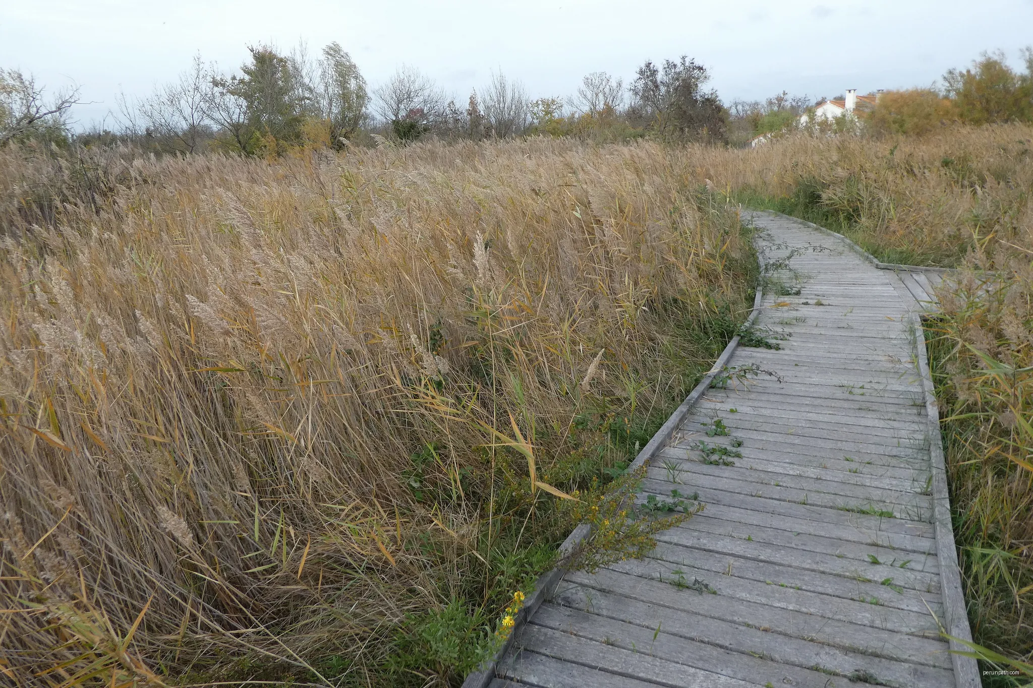 Dans la RNN des marais du Vigueirat | Autor: Pmau | Licencja: CC BY-SA 4.0 | Źródło: Wikimedia Commons