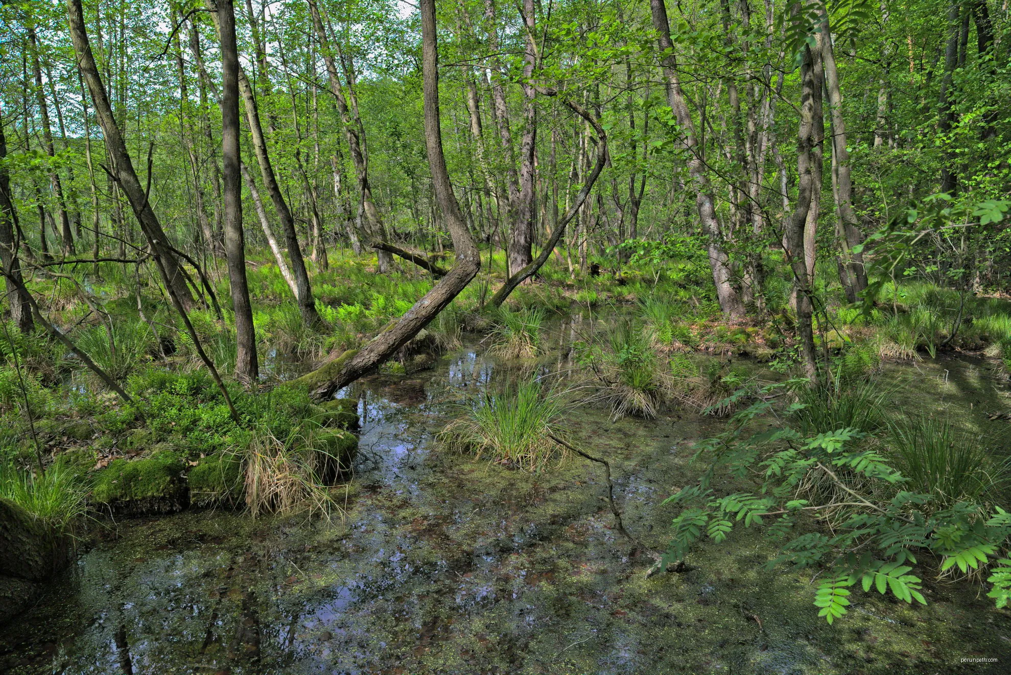 Sumpflandschaft nahe Forsthaus Siehdichum | Autor: Wolfgang M.Schmidt | Licencja: CC BY-SA 3.0 | Źródło: Wikimedia Commons
