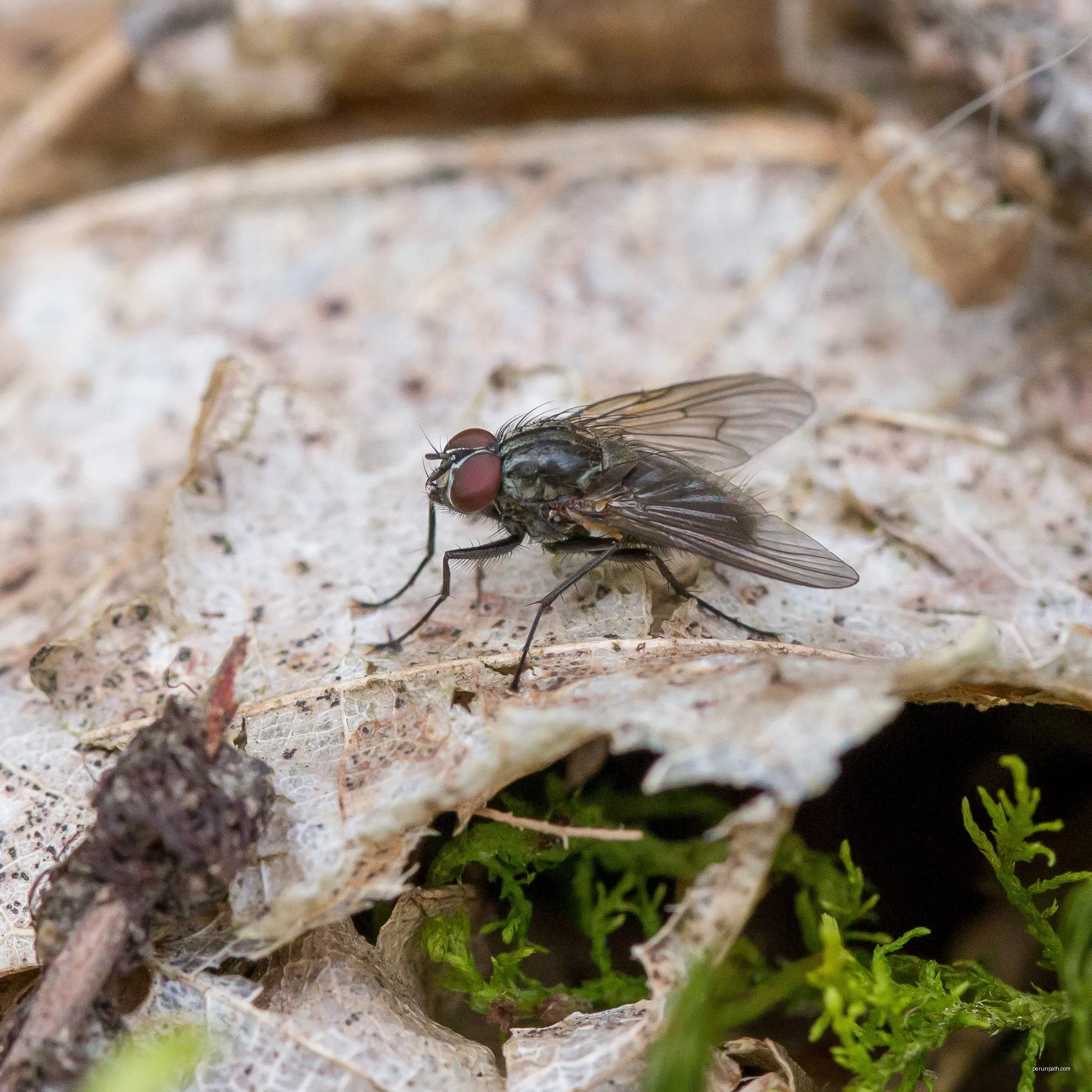 Chemin de la mouche