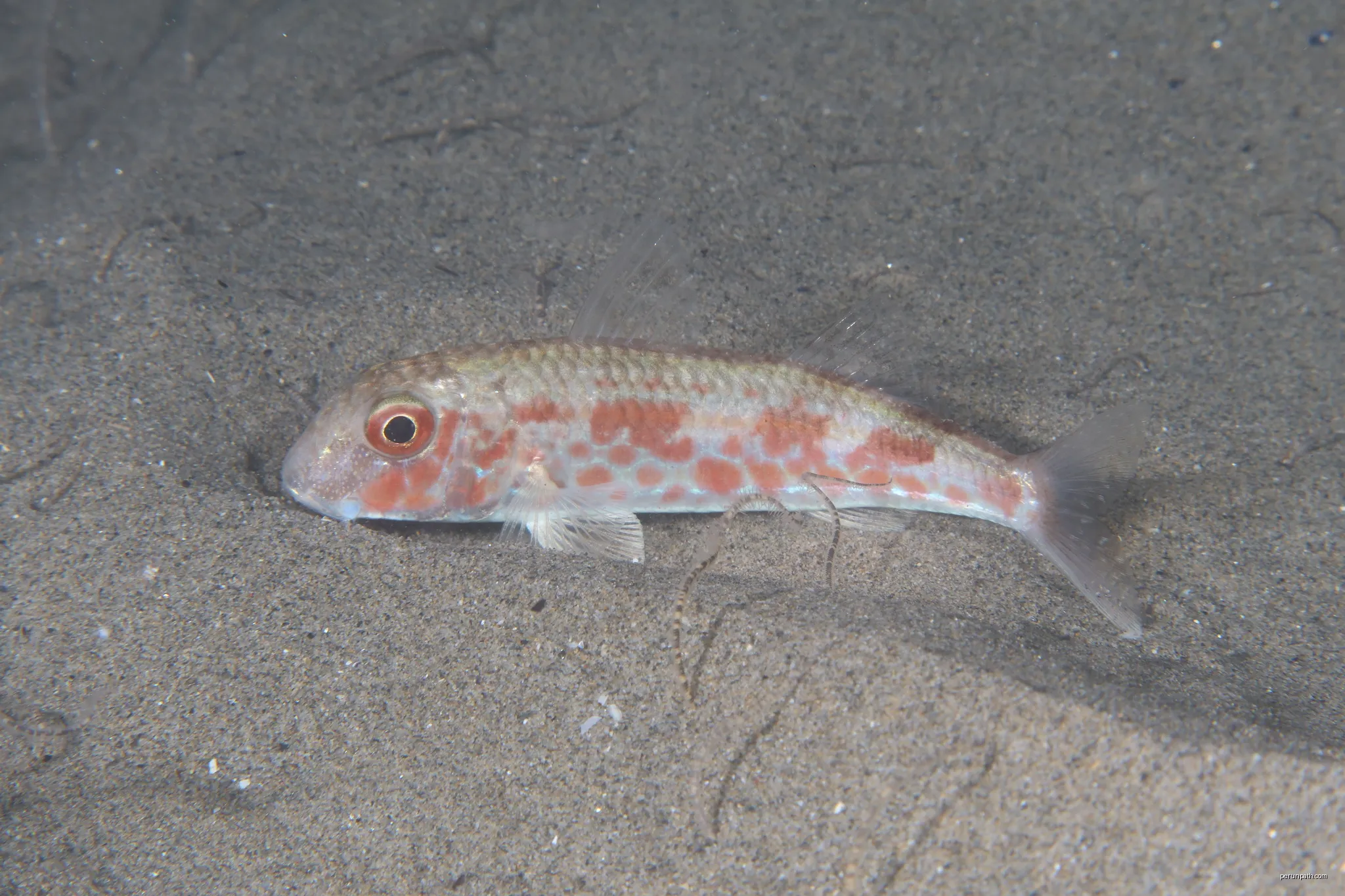 Photo of Red Mullet (undefined) uploaded from iNaturalist. | Autor: (c) Julien Renoult, some rights reserved (CC BY) | Licencja: CC BY 4.0 | Źródło: Wikimedia Commons