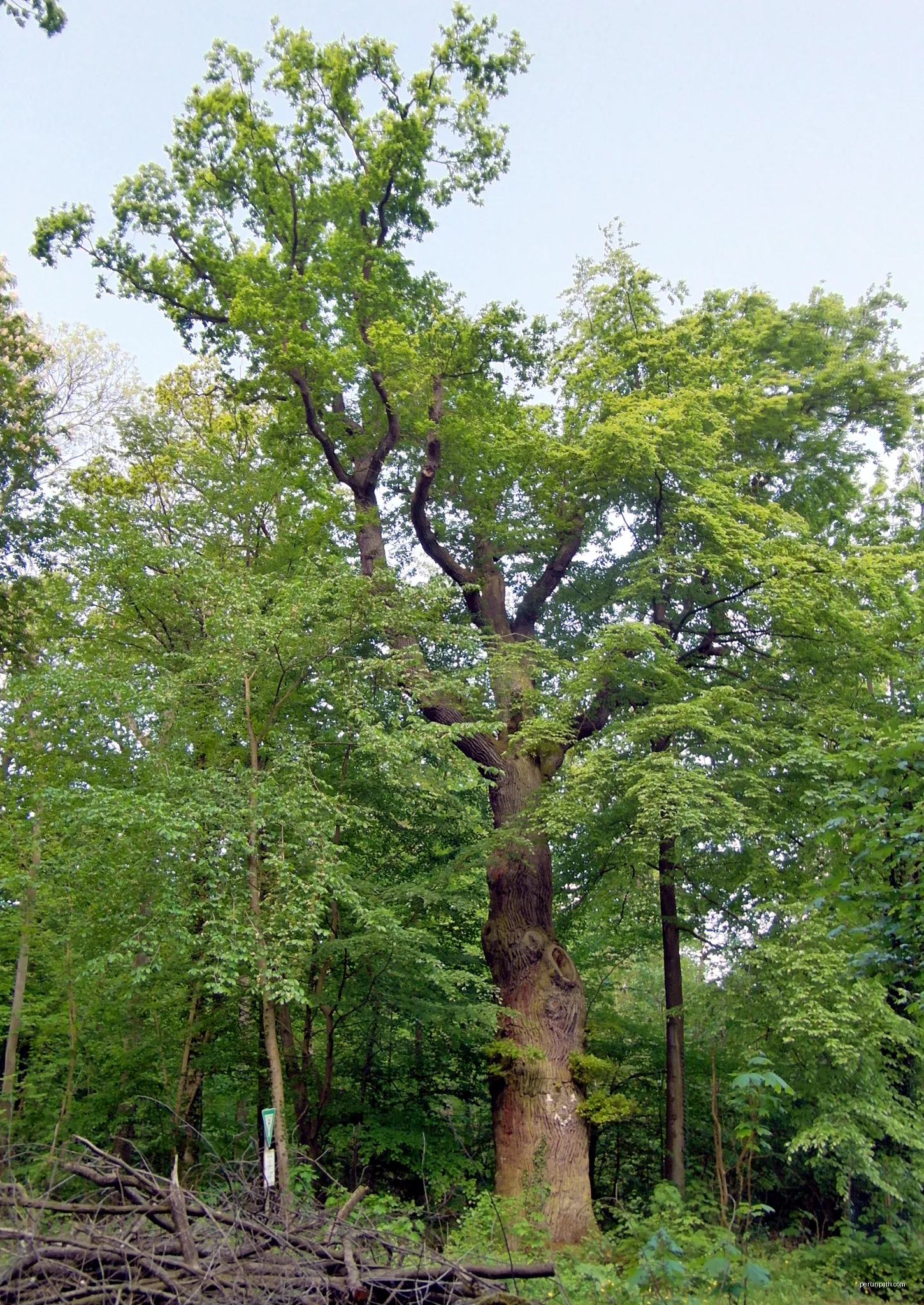 Eltenweg