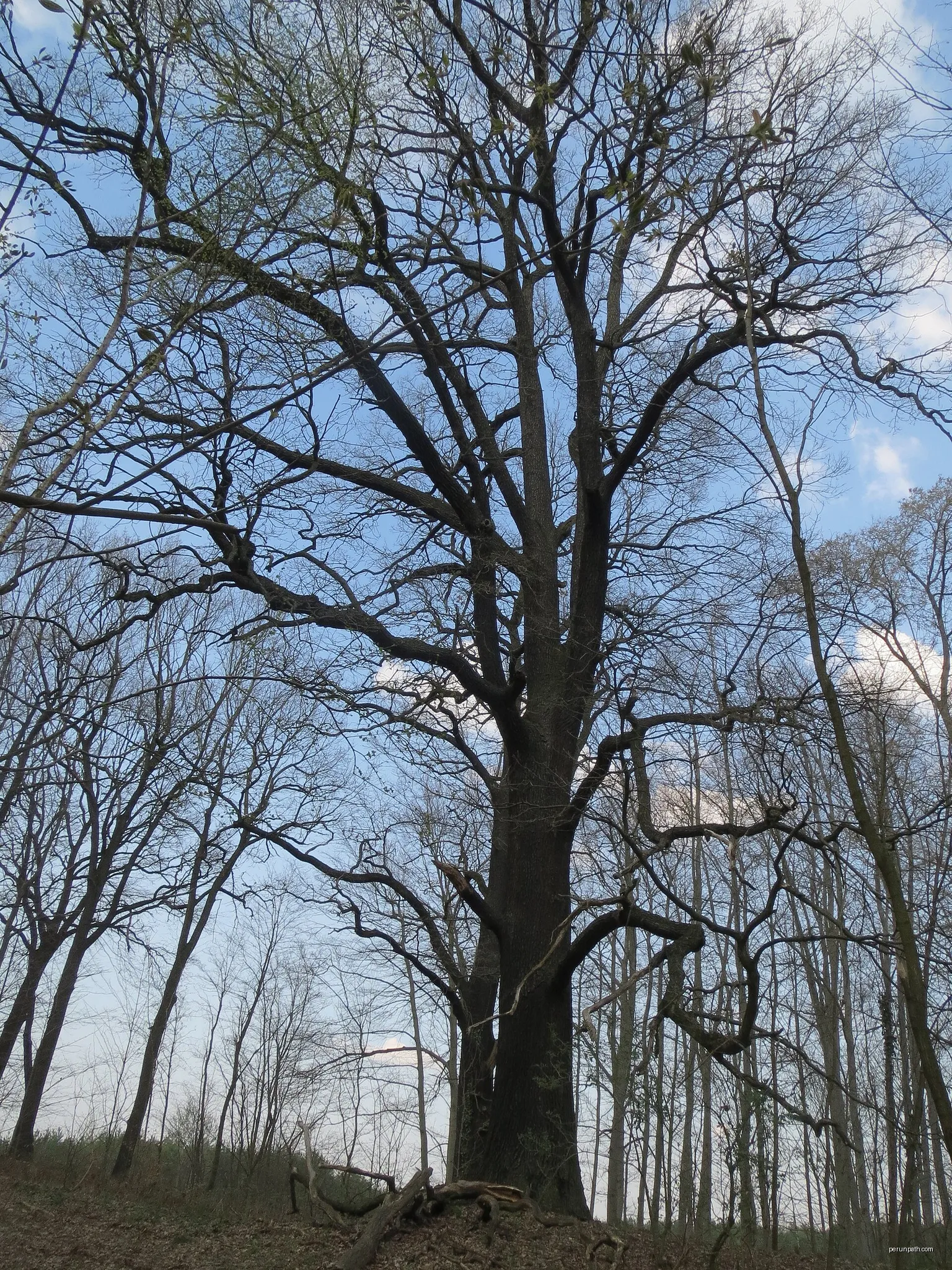 Naturdenkmal ND0906-9 Stieleiche (Quercus Robur) am Radweg von Hohenbocka nach Peickwitz, südlicher Baum, in Hohenbocka, Brandenburg, Deutschland | Autor: WikiVagant | Licencja: CC BY-SA 4.0 | Źródło: Wikimedia Commons