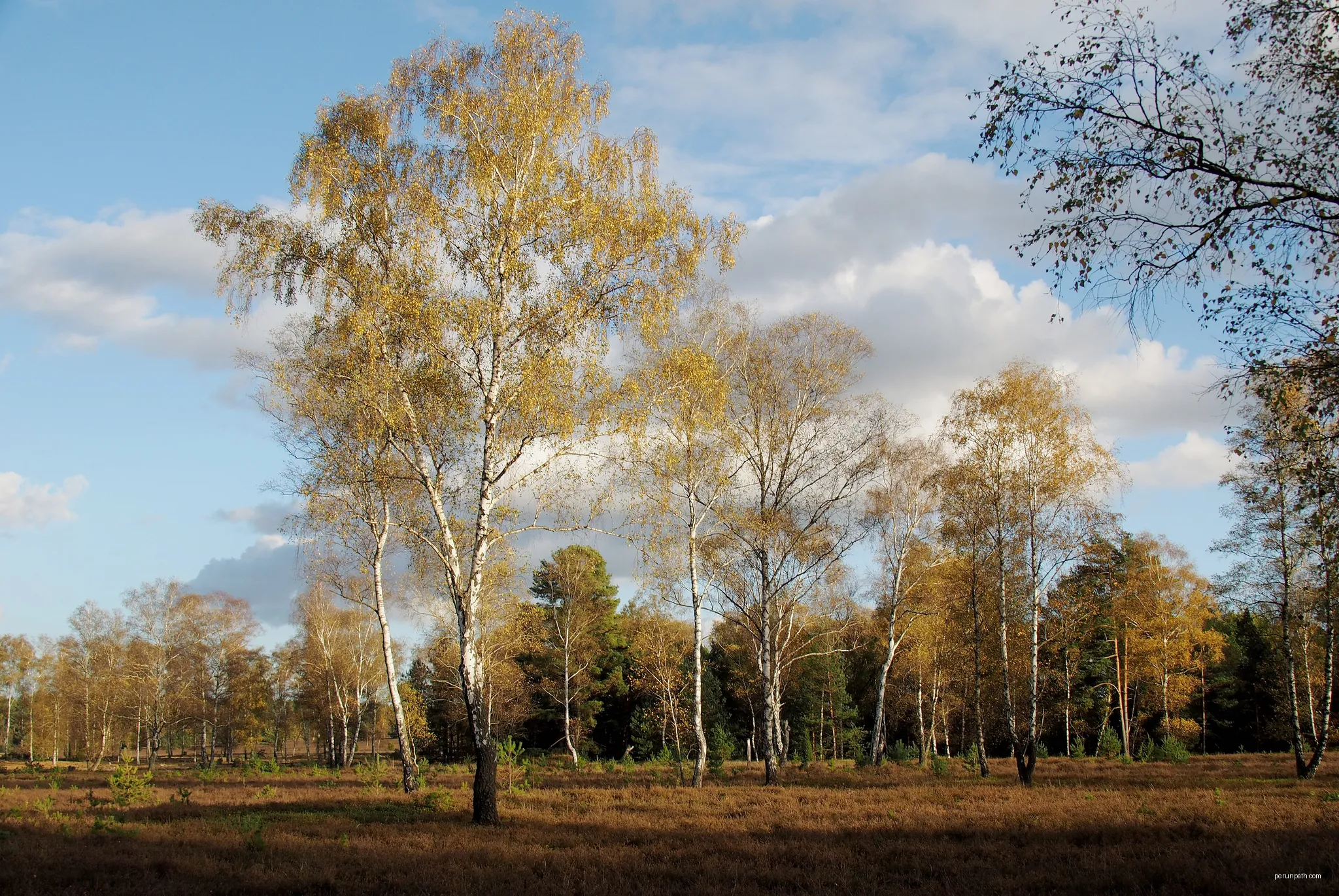 Birken in der Oberoher Heide, NSG Heiden und Magerrasen in der Südheide‎ | Autor: Photographer and uploader was Hajotthu at de.wikipedia | Licencja: CC BY-SA 3.0 | Źródło: Wikimedia Commons
