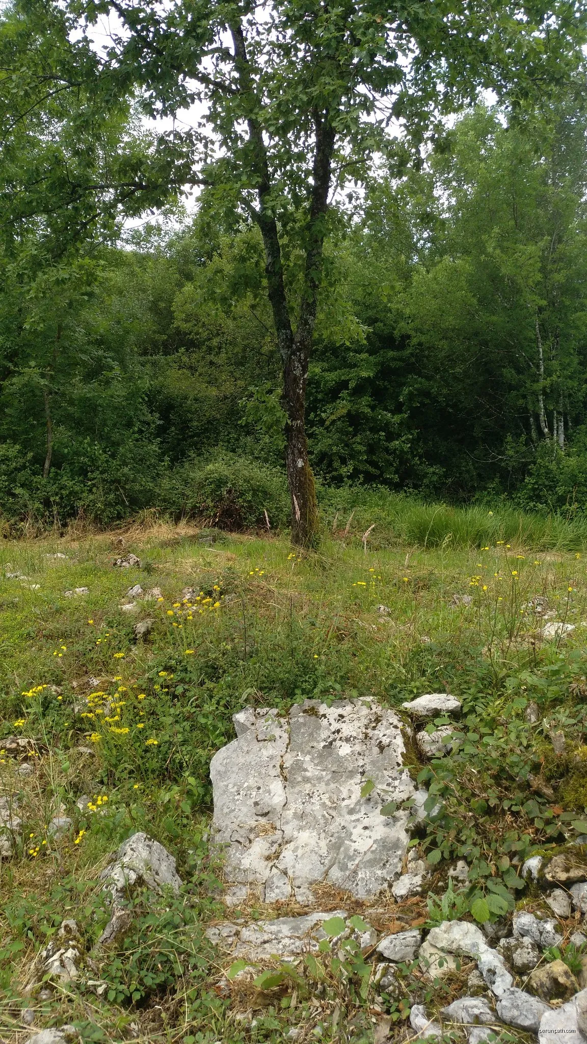 Oderizko trikuharrien ibilbidea