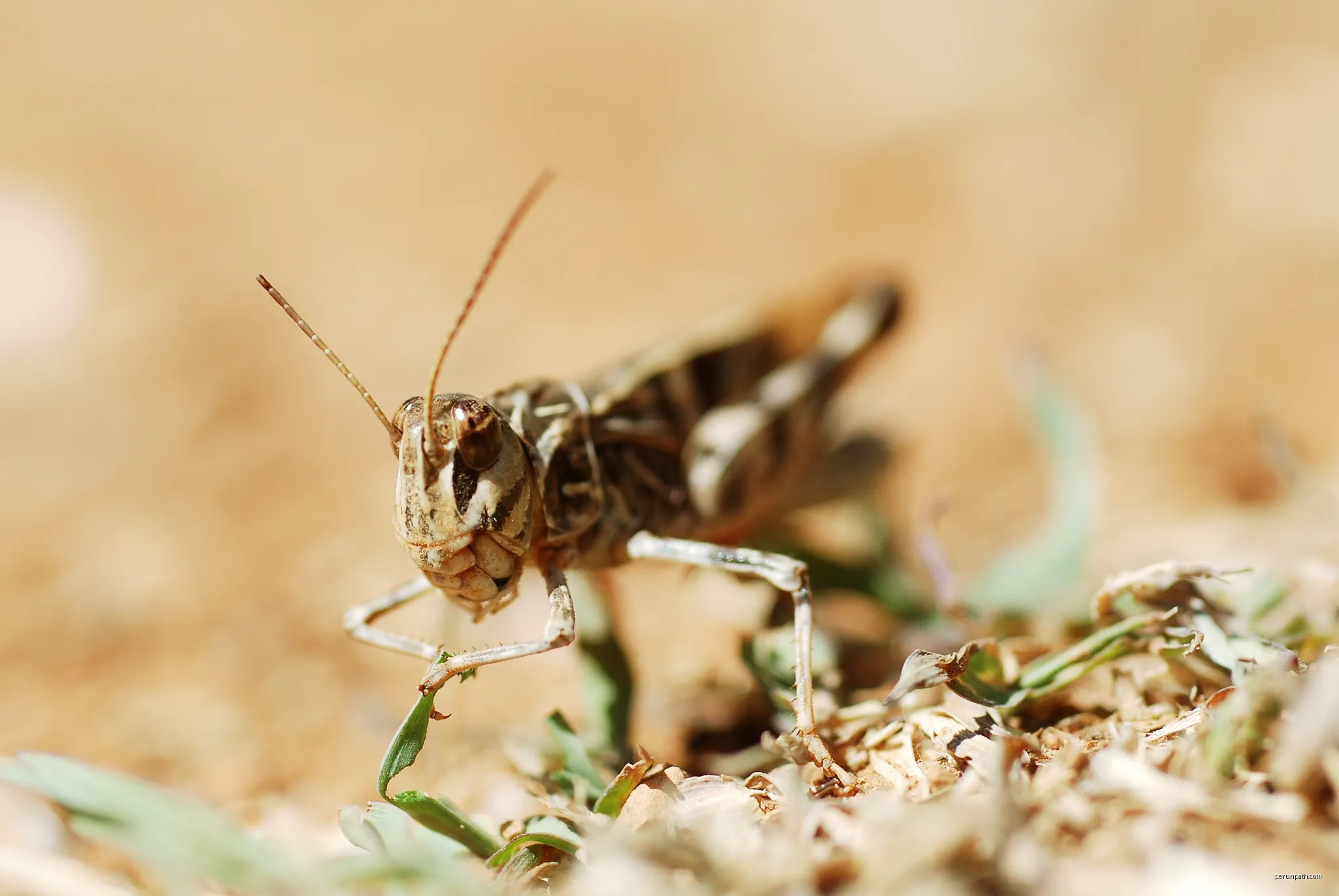 Oeadalus decorus feeding | Autor: Gilles San Martin from Namur, Belgium | Licencja: CC BY-SA 2.0 | Źródło: Wikimedia Commons