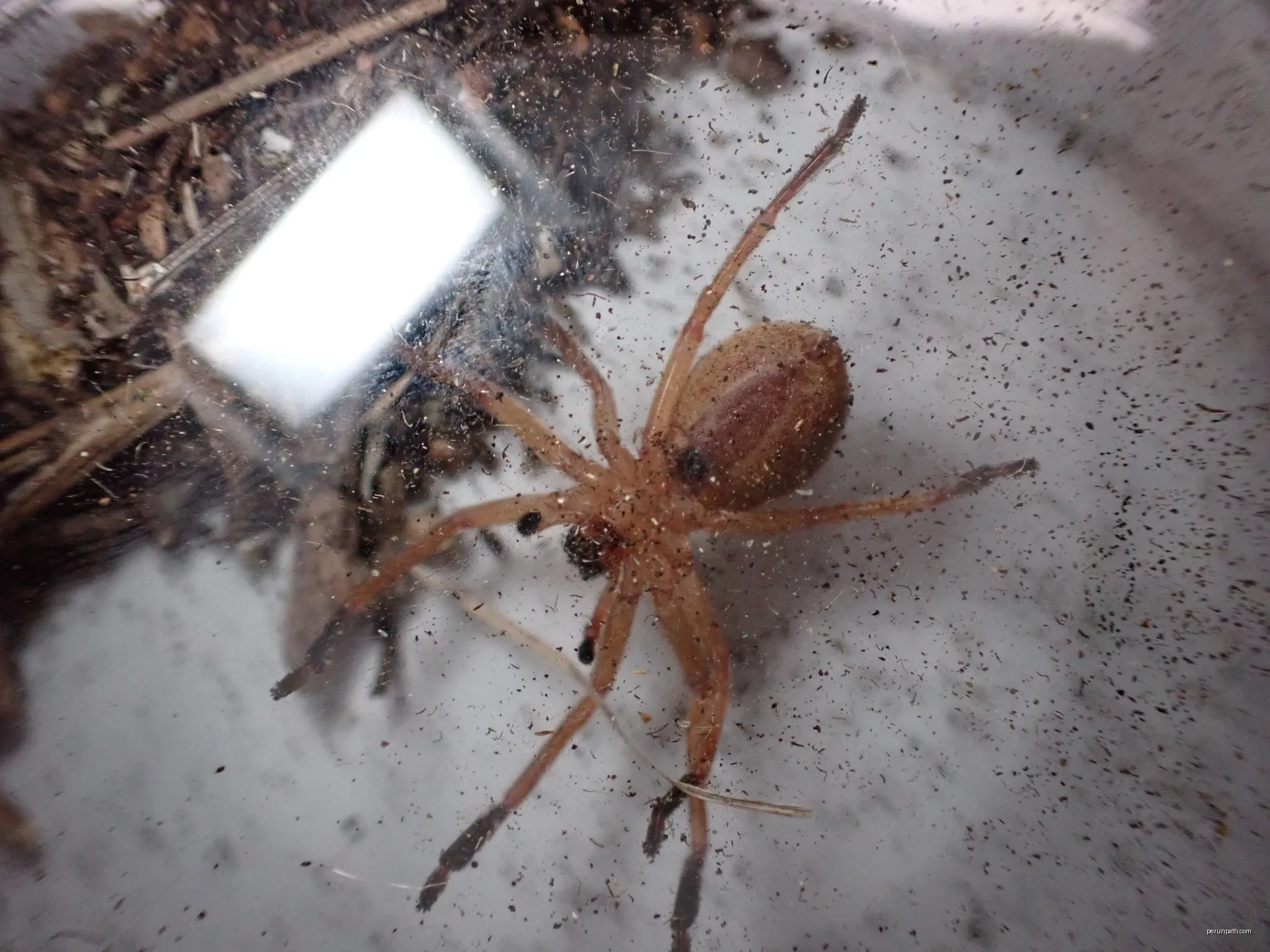 Ventral view of a female Olios argelasius. | Autor: louis_aureglia | Licencja: CC BY 4.0 | Źródło: Wikimedia Commons