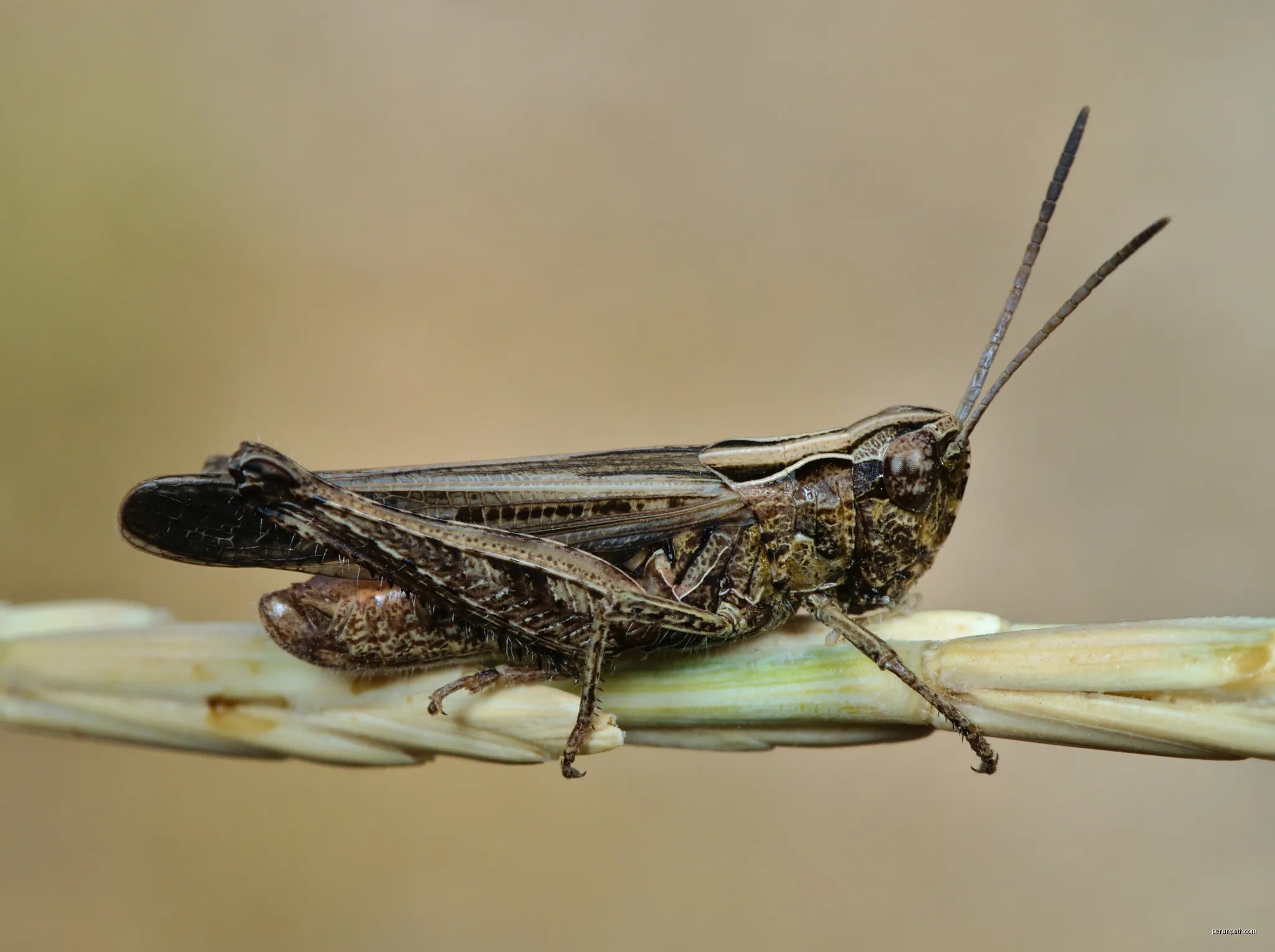 Tour du Pâty