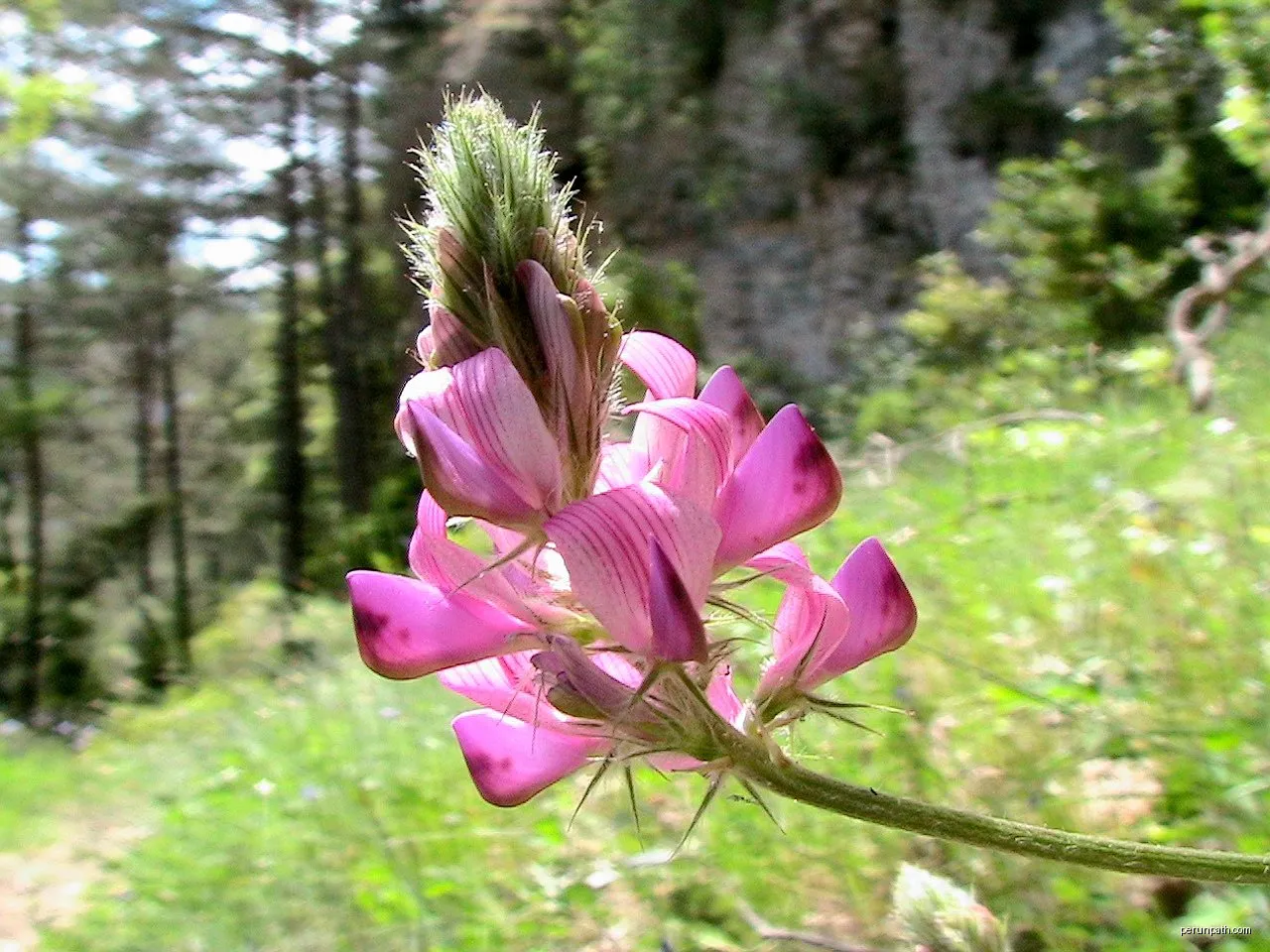 Santuari de Lord pel Tossal de Vallonga