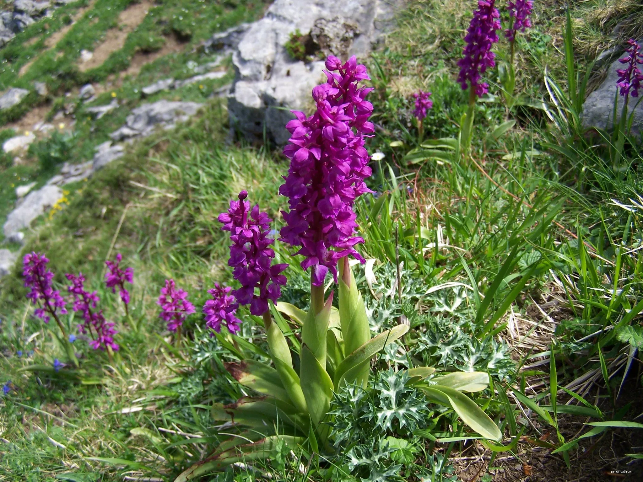 Senda del Arcediano