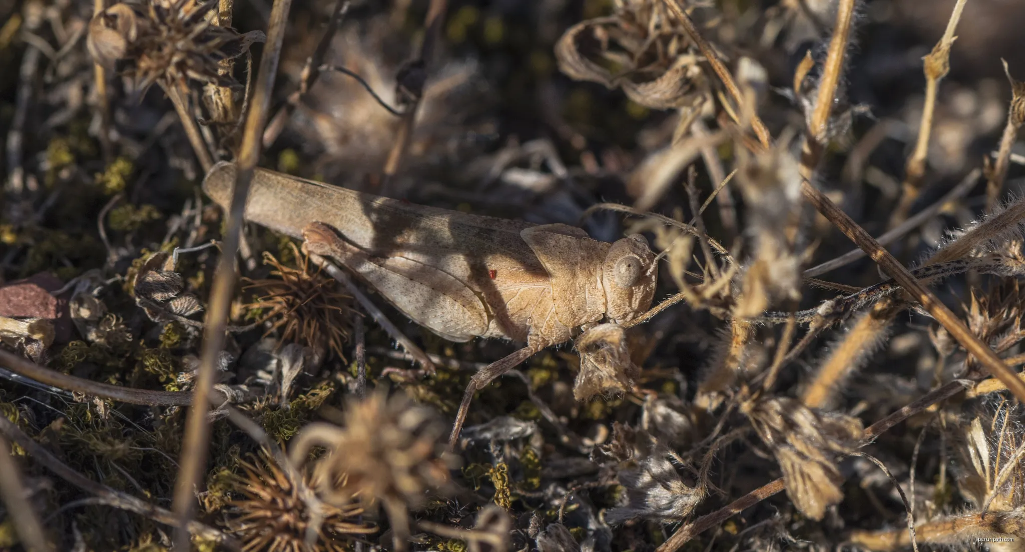 Orthoptera. Clermont-l'Hérault, Hérault, France | Autor: Christian Ferrer | Licencja: CC BY-SA 4.0 | Źródło: Wikimedia Commons