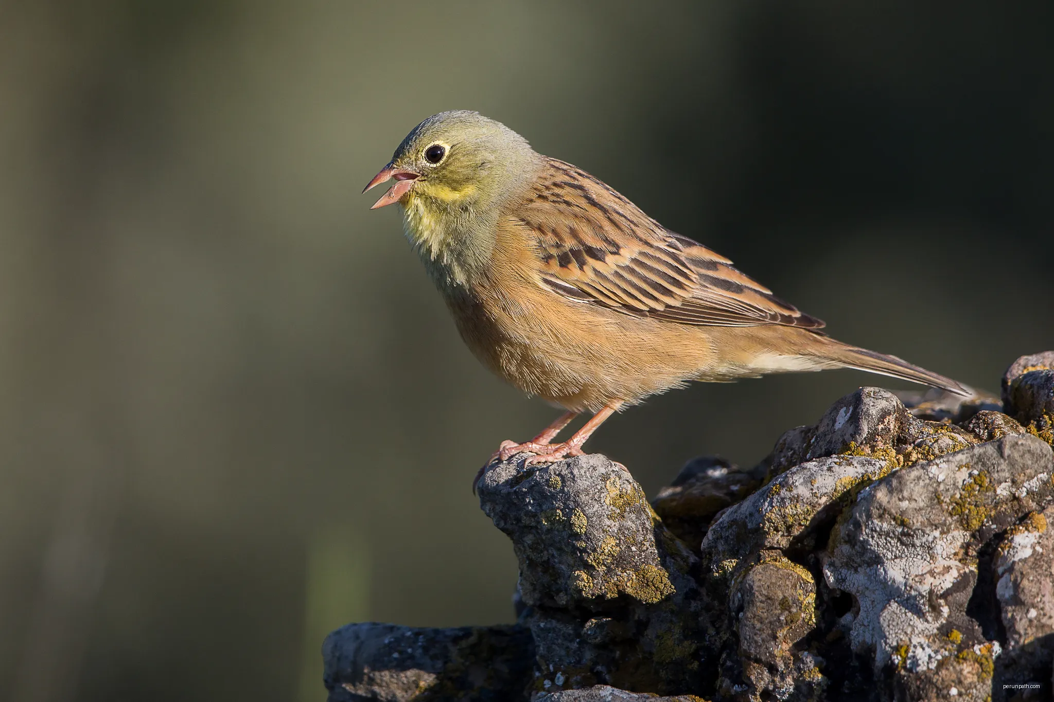 Ortolan Bunting. | Autor: Pierre Dalous | Licencja: CC BY-SA 3.0 | Źródło: Wikimedia Commons