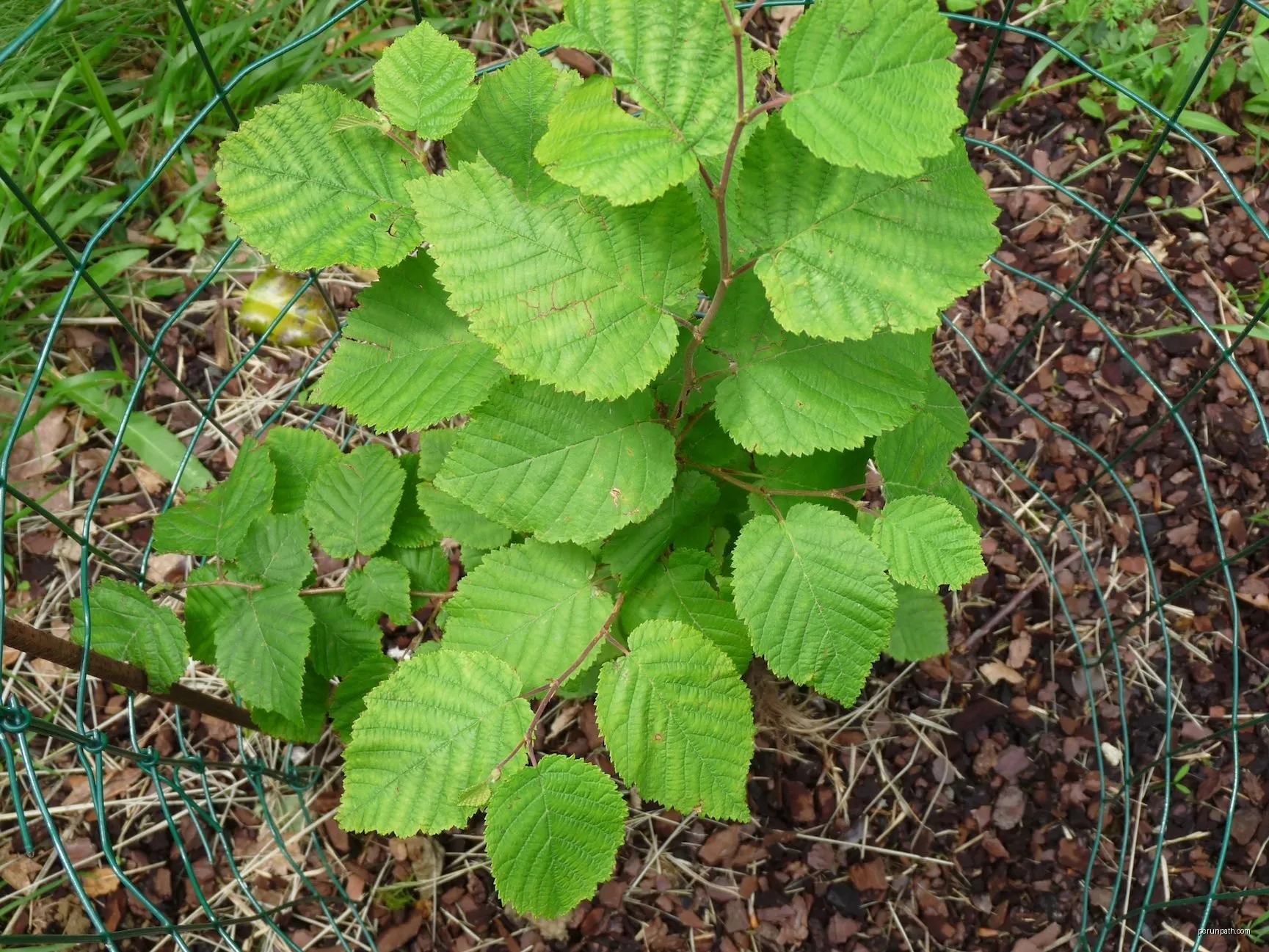 Faunaren ibilbidea