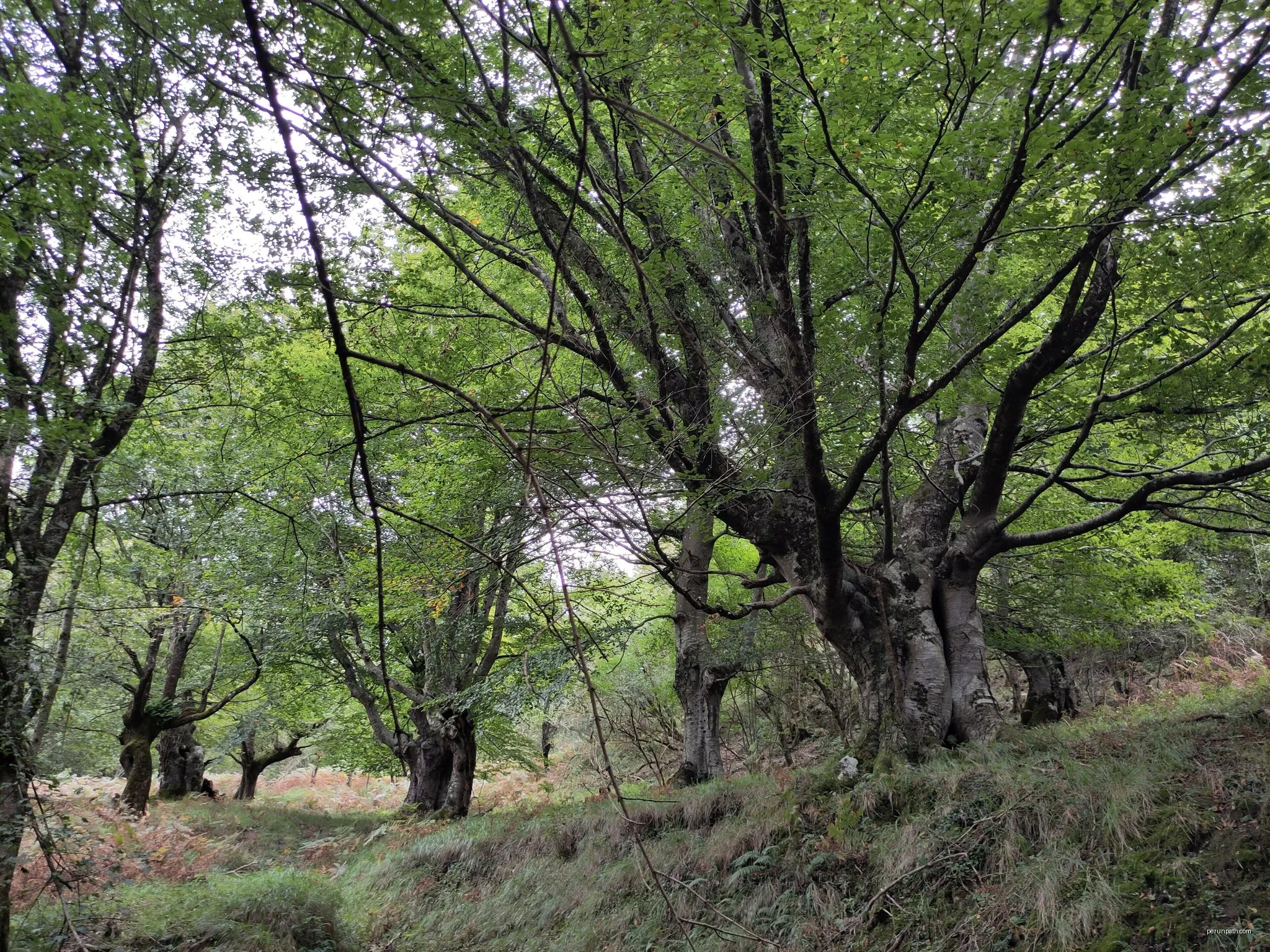 Osiberde ibilbidea