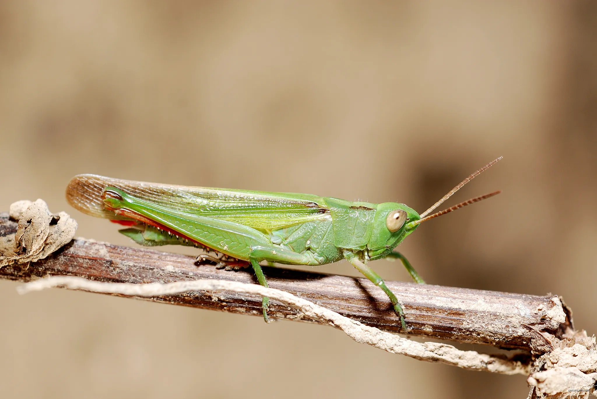 Paracinema tricolor male | Autor: Gilles San Martin from Namur, Belgium | Licencja: CC BY-SA 2.0 | Źródło: Wikimedia Commons