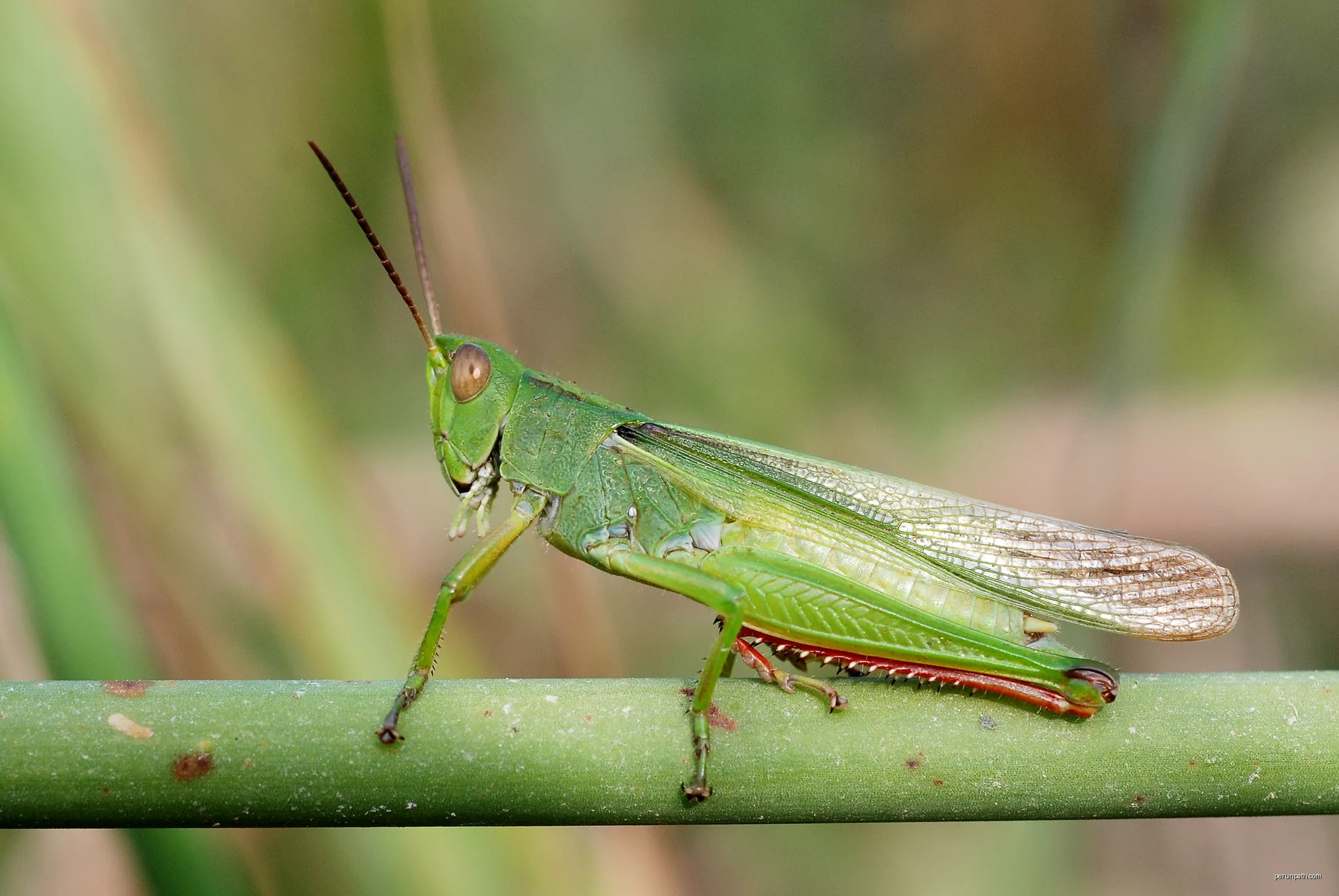 Paracinema tricolor male | Autor: Gilles San Martin from Namur, Belgium | Licencja: CC BY-SA 2.0 | Źródło: Wikimedia Commons