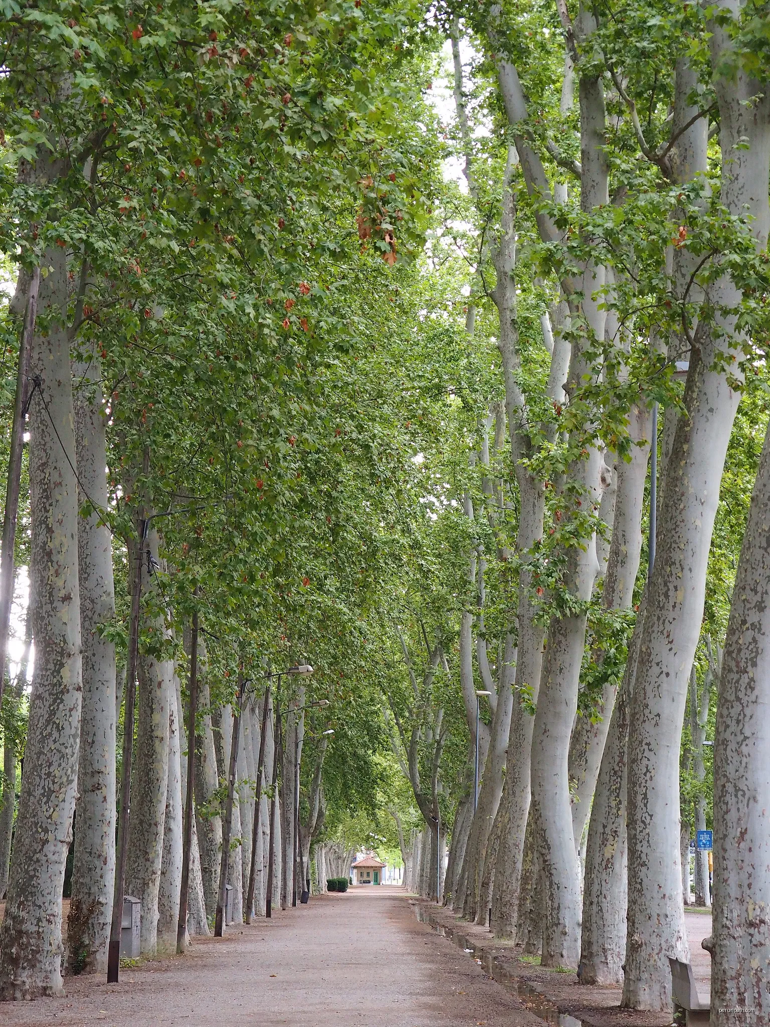 <a href="https://ca.wikipedia.org/wiki/Parc_de_la_Devesa" rel="noreferrer nofollow">ca.wikipedia.org/wiki/Parc_de_la_Devesa</a> | Autor: Teresa Grau Ros from Barcelona | Licencja: CC BY-SA 2.0 | Źródło: Wikimedia Commons