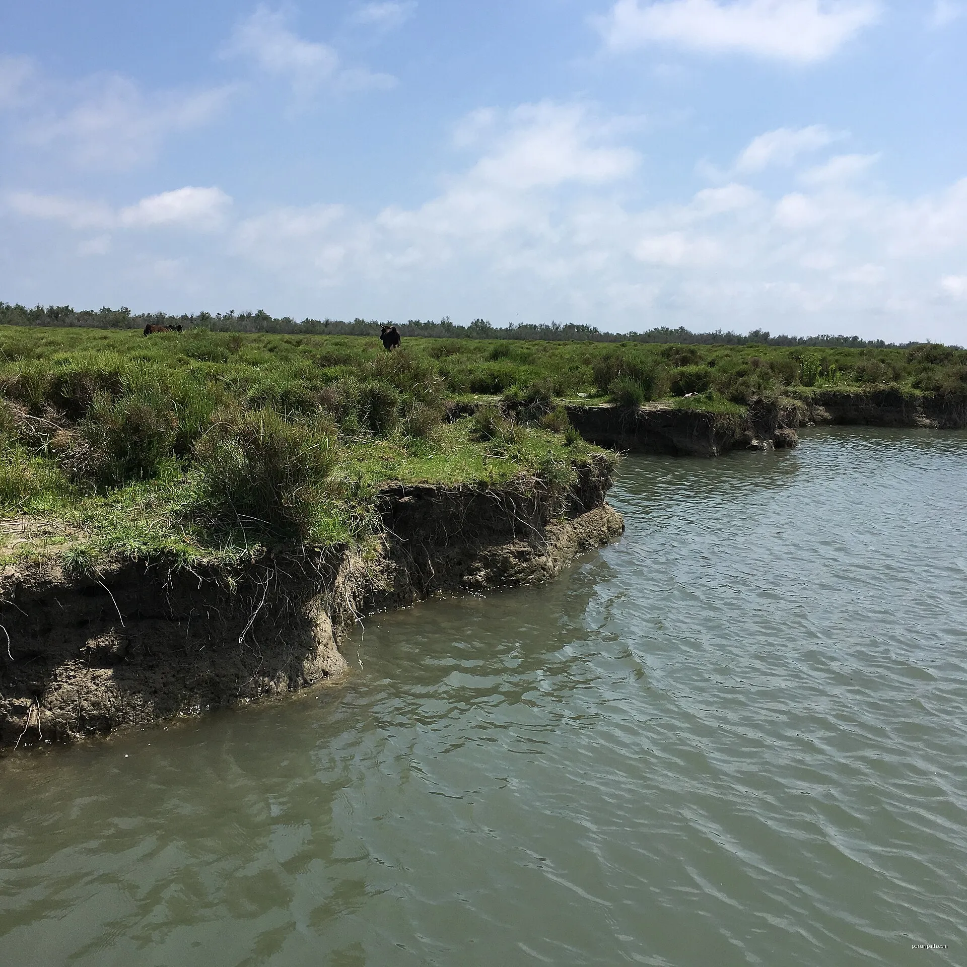 toureaux-bulls and water | Autor: Elisabeth Barthell | Licencja: CC BY-SA 4.0 | Źródło: Wikimedia Commons