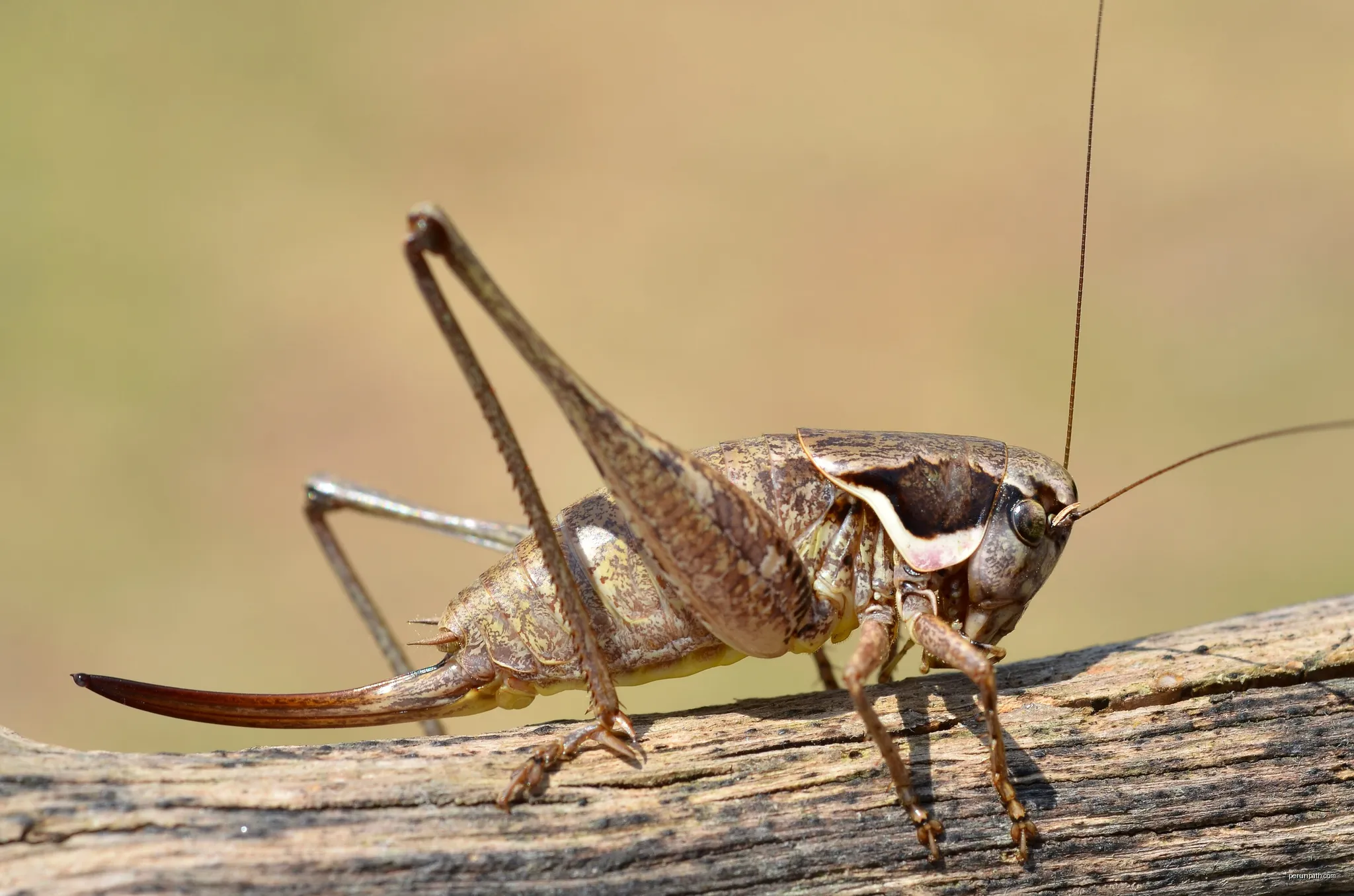 Pholidoptera femorata female | Autor: Gilles San Martin from Namur, Belgium | Licencja: CC BY-SA 2.0 | Źródło: Wikimedia Commons