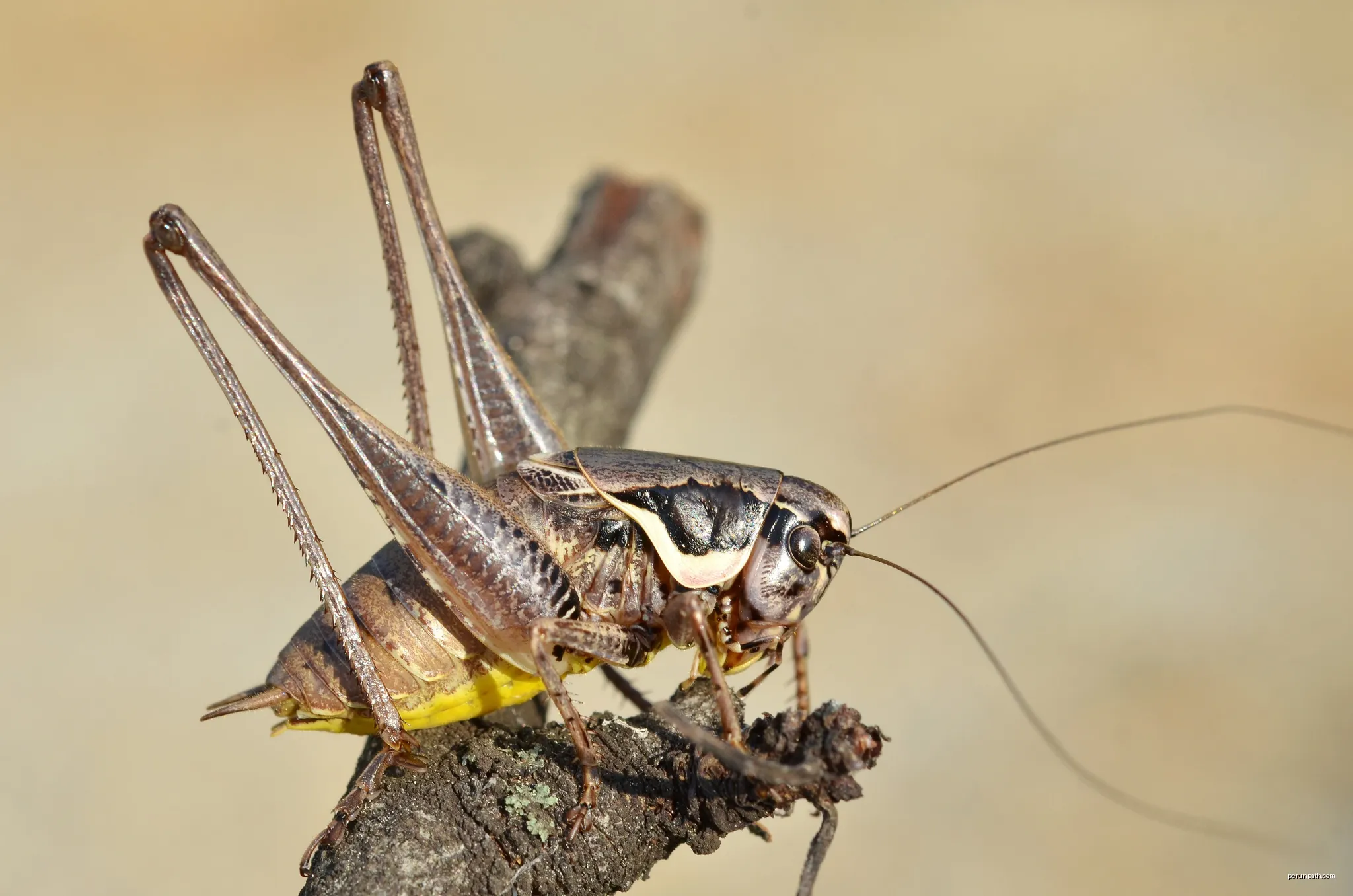 Pholidoptera femorata male | Autor: Gilles San Martin from Namur, Belgium | Licencja: CC BY-SA 2.0 | Źródło: Wikimedia Commons