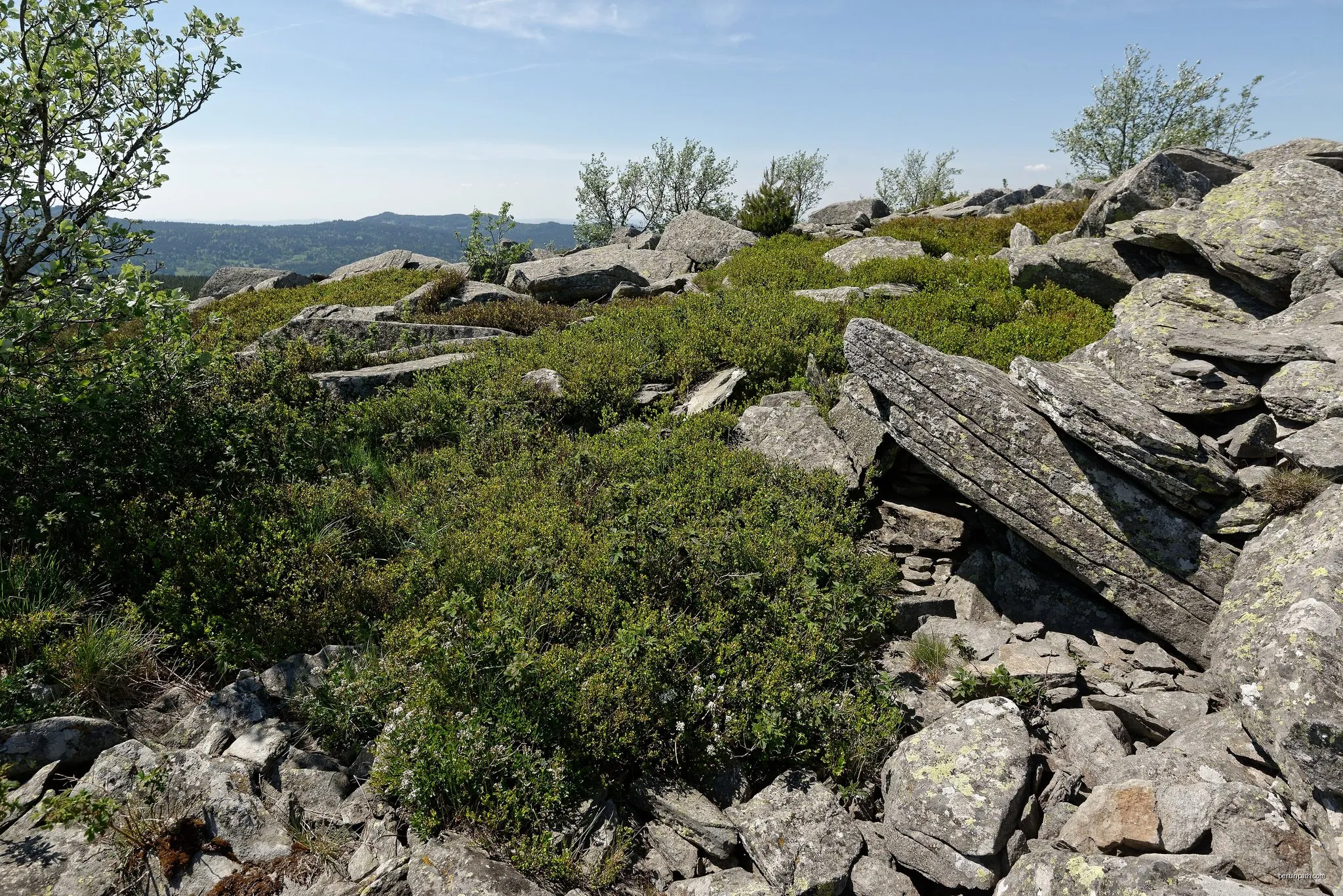 La Pelle de la Forêt
