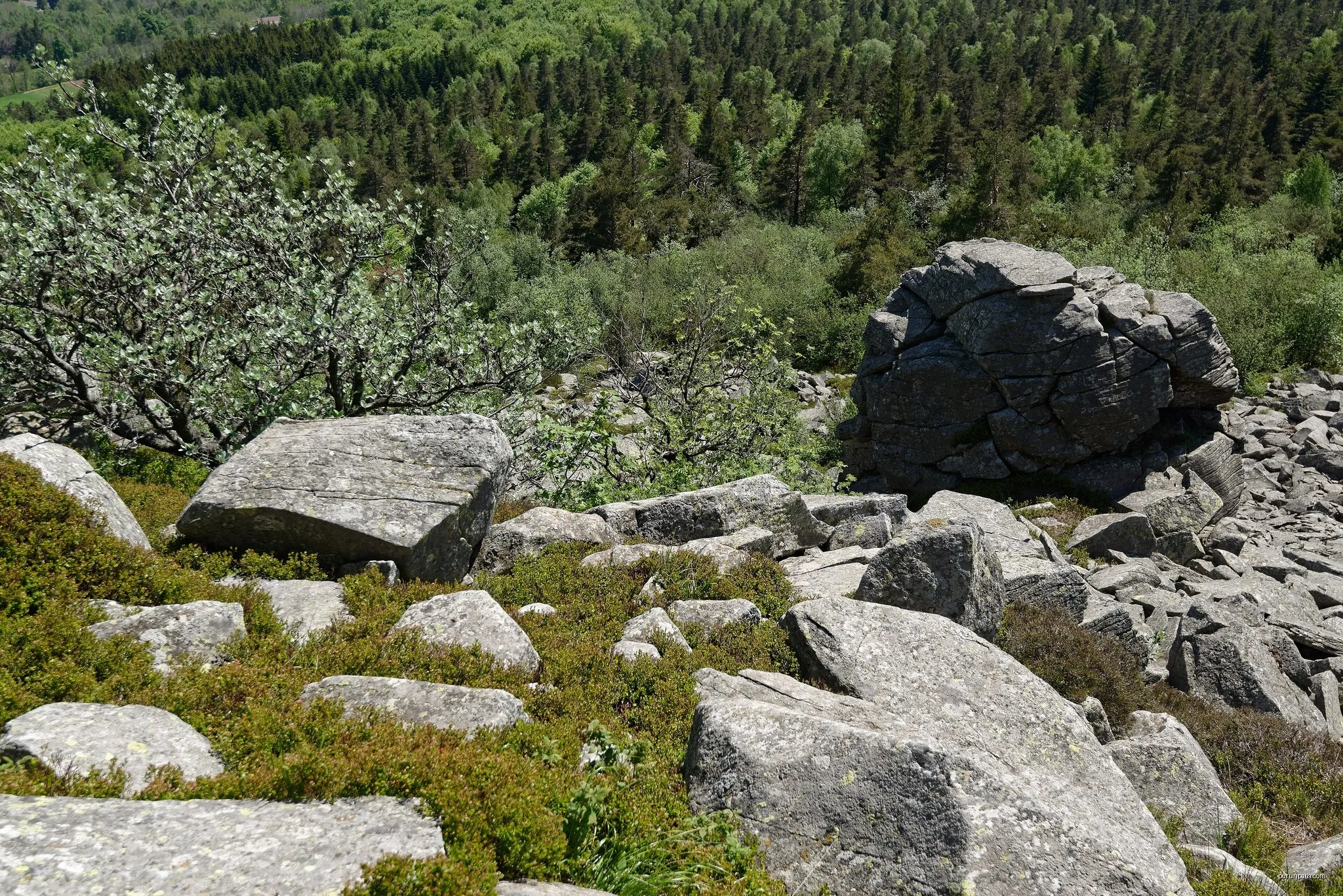 La Pelle de la Forêt