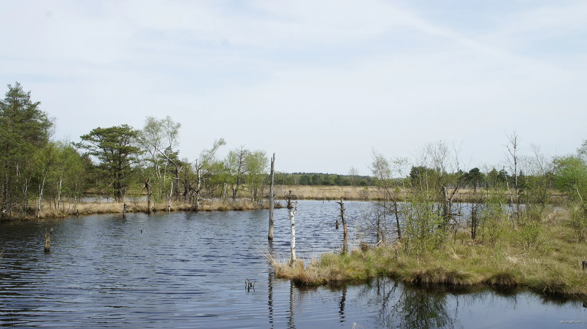 A view of the water in a peat sting within the Pietzmoor | Autor: CocoBijou | Licencja: CC BY-SA 4.0 | Źródło: Wikimedia Commons