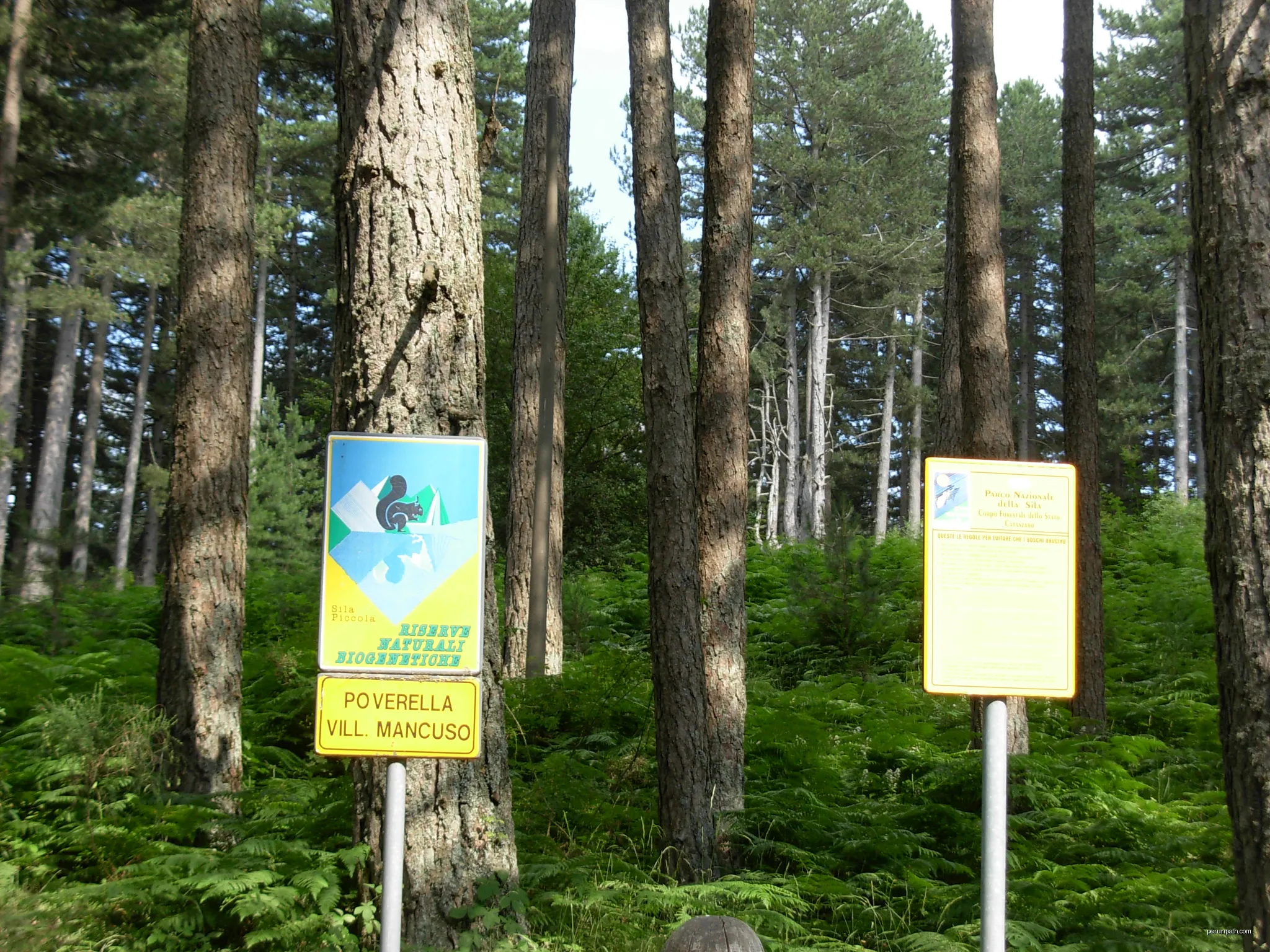 Pineta della Poverella | Autor: Salvatore Migliari | Licencja: CC BY 3.0 | Źródło: Wikimedia Commons