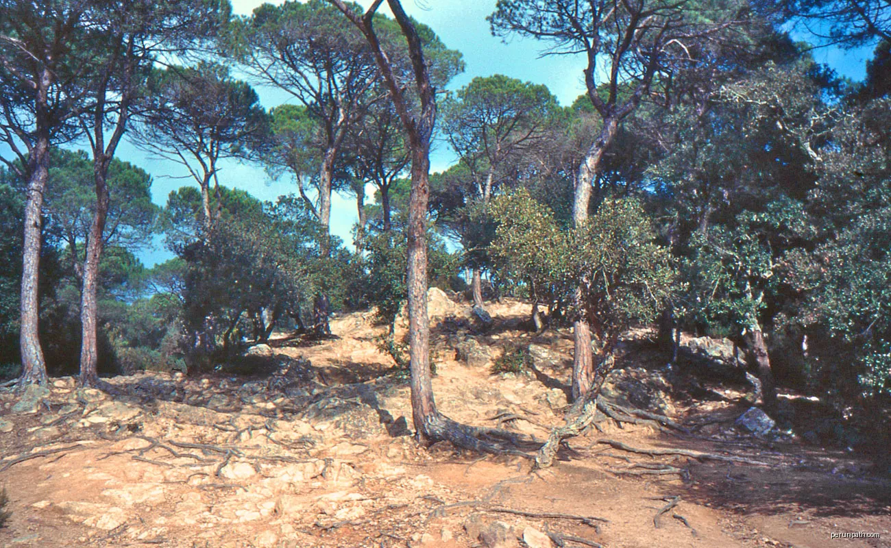 Pins i alzines a Vallgorguina | Autor: jordi domènech | Licencja: CC BY-SA 3.0 | Źródło: Wikimedia Commons