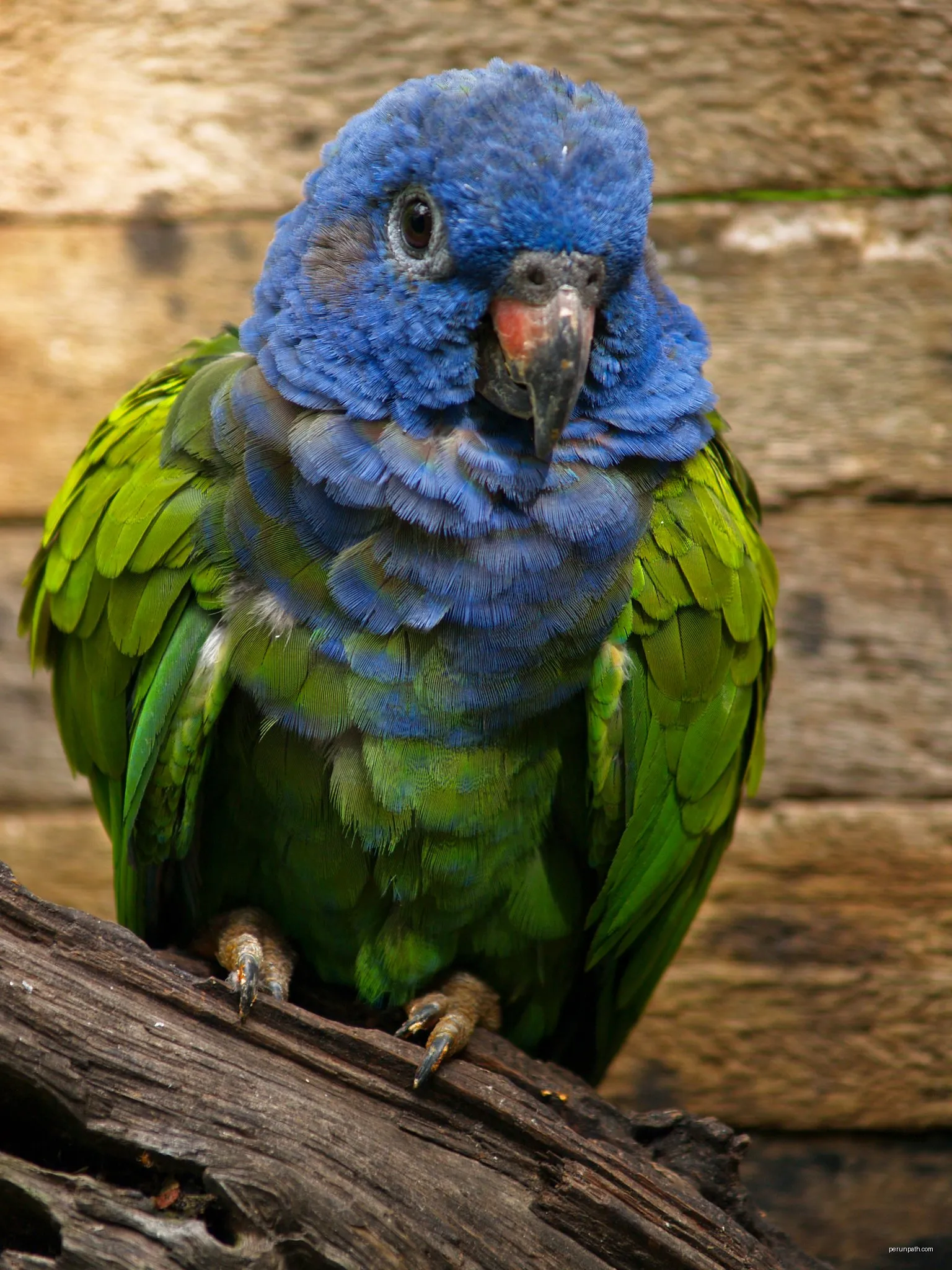 Senda Verde