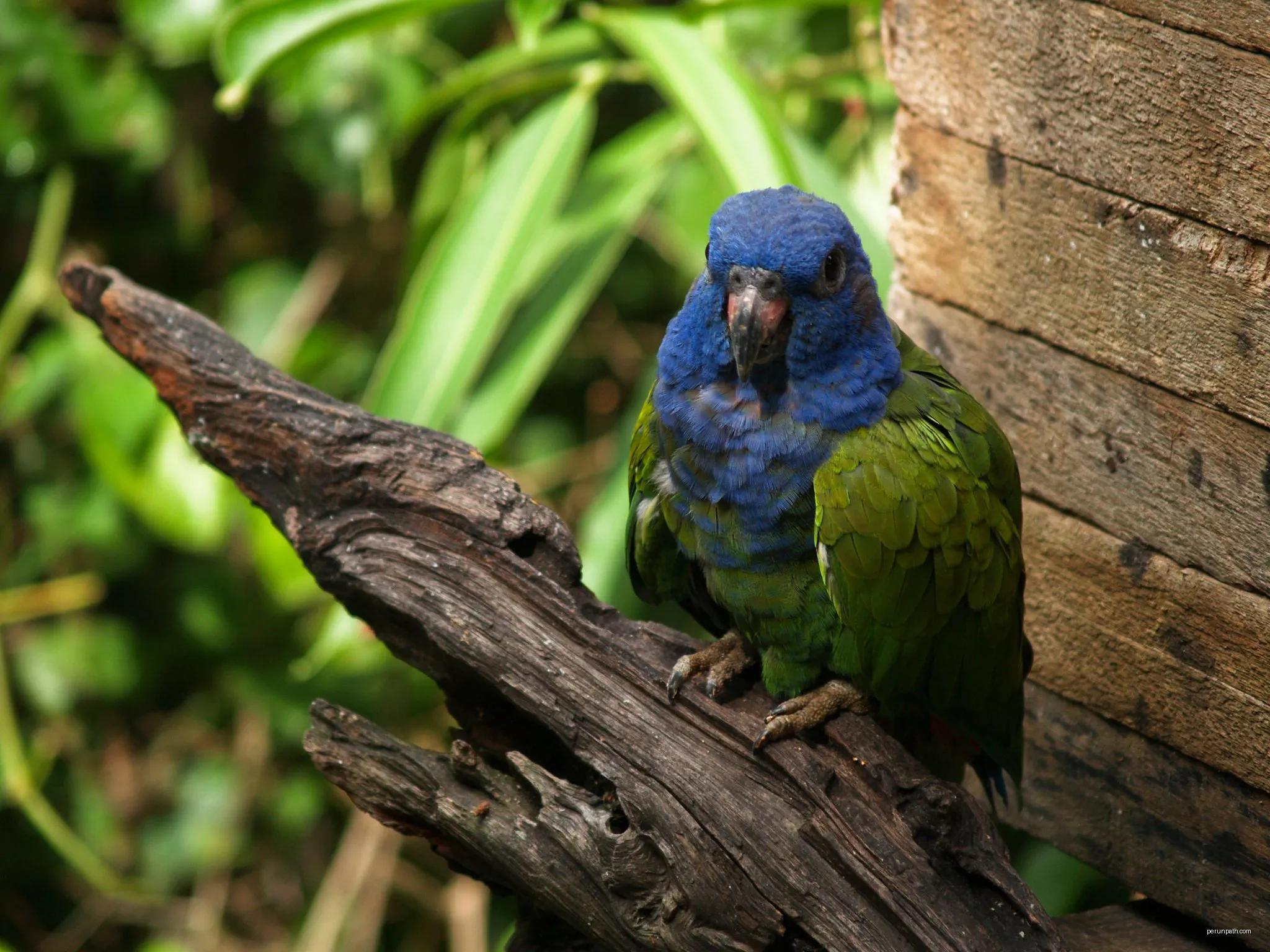Senda Verde