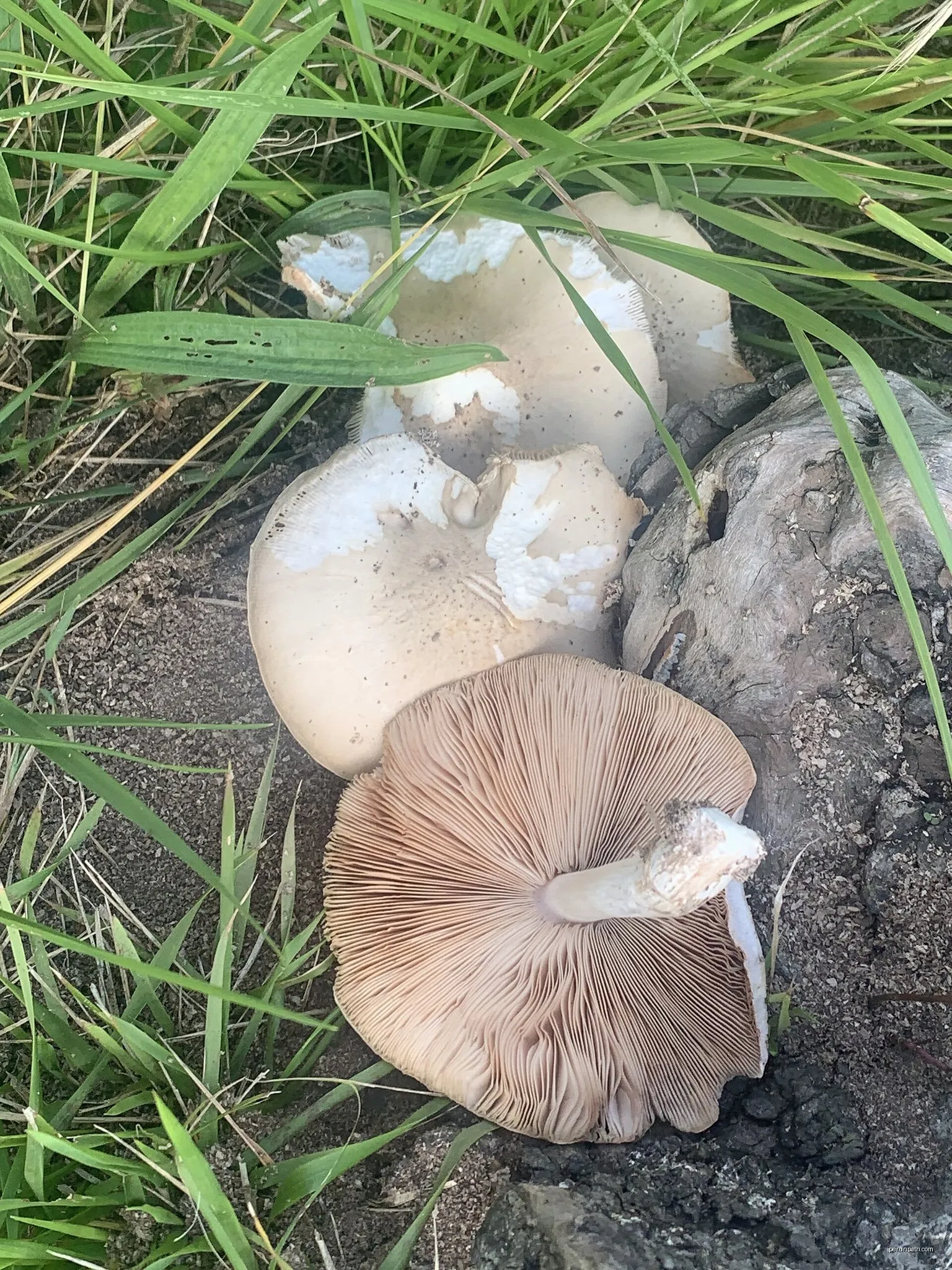 Kurutzebarriko itzulia