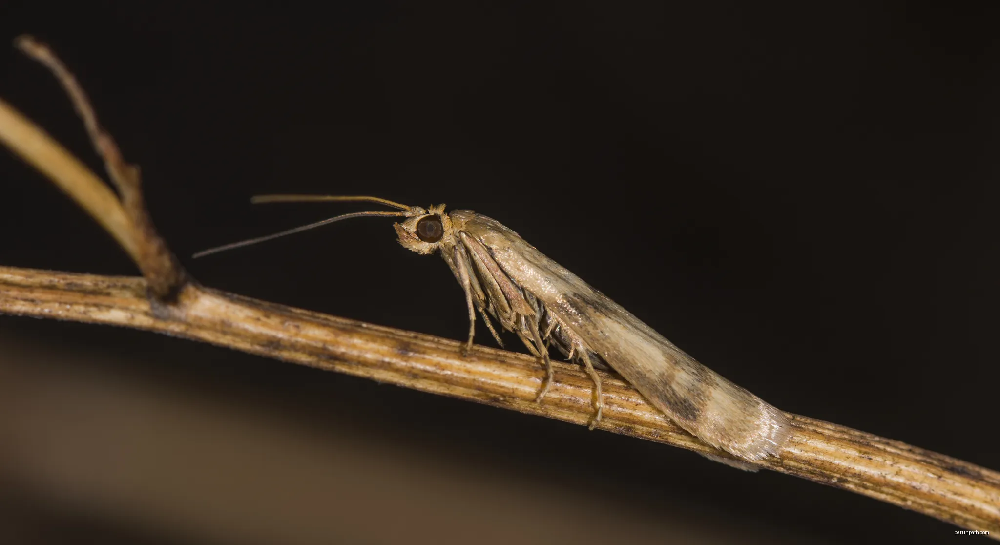 Pyralidae moth. Clermont-l'Hérault, Hérault, France | Autor: Christian Ferrer | Licencja: CC BY 4.0 | Źródło: Wikimedia Commons