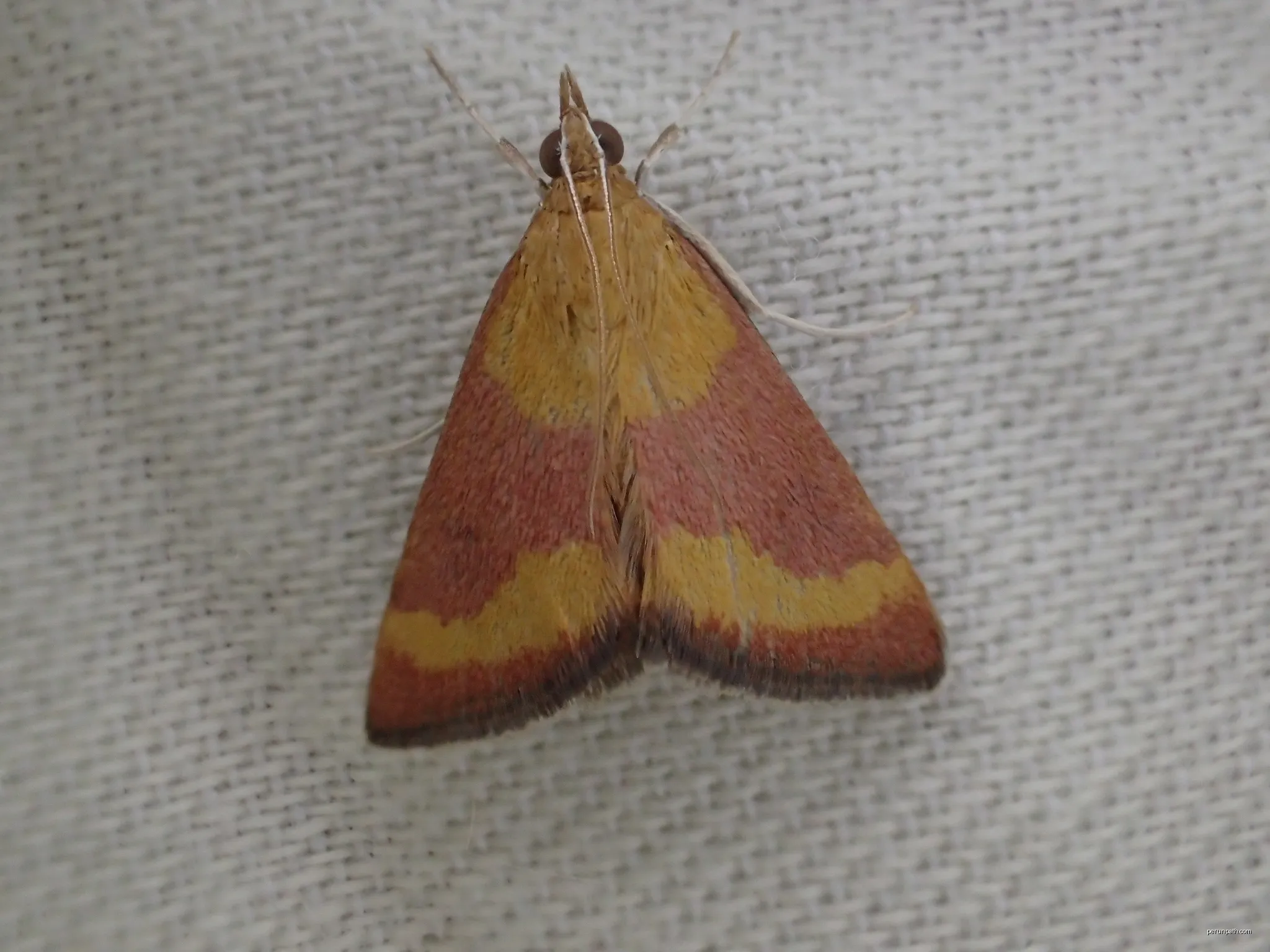 Pyrausta castalis | Autor: Julien Renoult | Licencja: CC BY 4.0 | Źródło: Wikimedia Commons