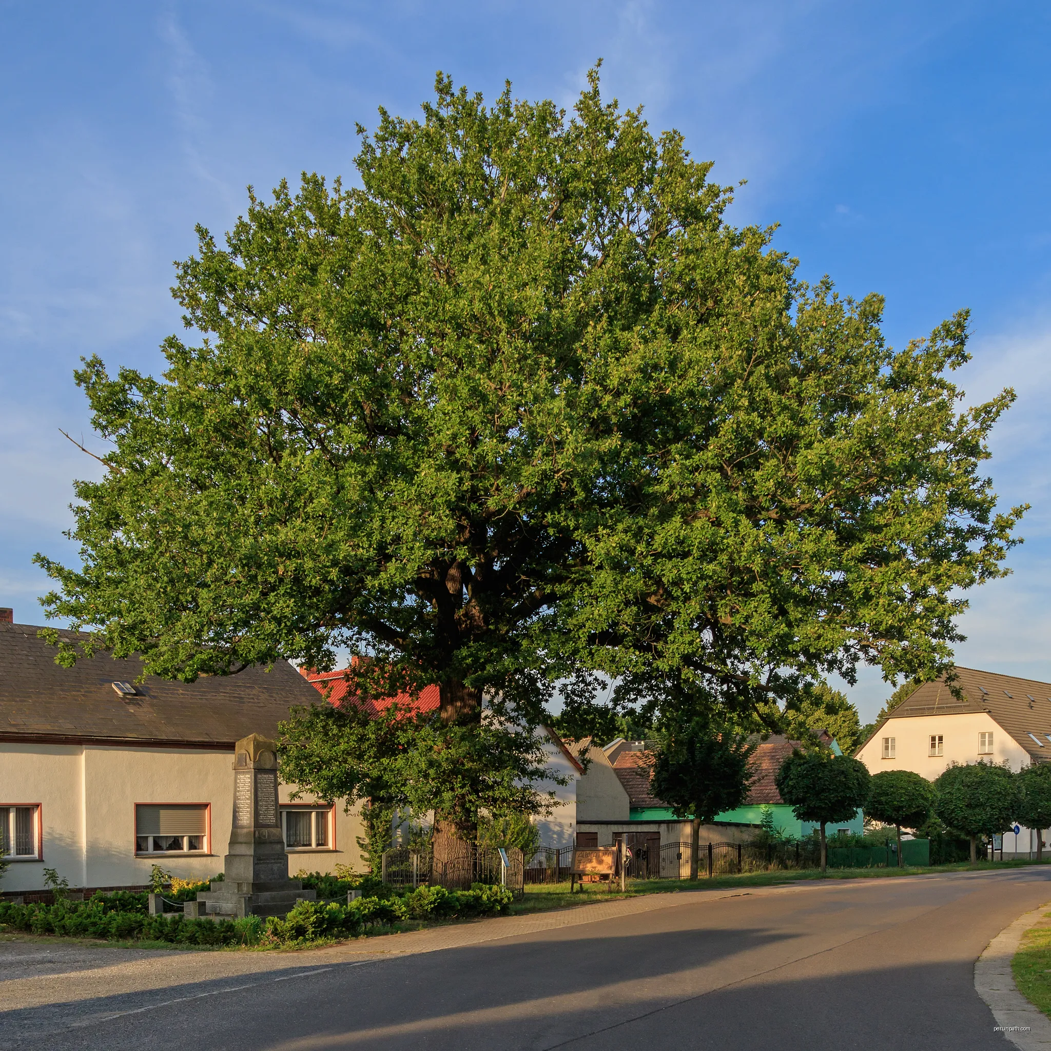 Oak and war memorial in Raddusch (Brandenburg, Germany) | Autor: A.Savin | Licencja: FAL | Źródło: Wikimedia Commons