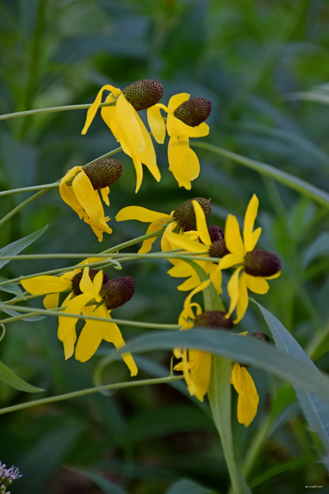 Ratibida pinnata in Jardin des plantes de Montpellier | Autor: Krzysztof Golik | Licencja: CC BY-SA 4.0 | Źródło: Wikimedia Commons