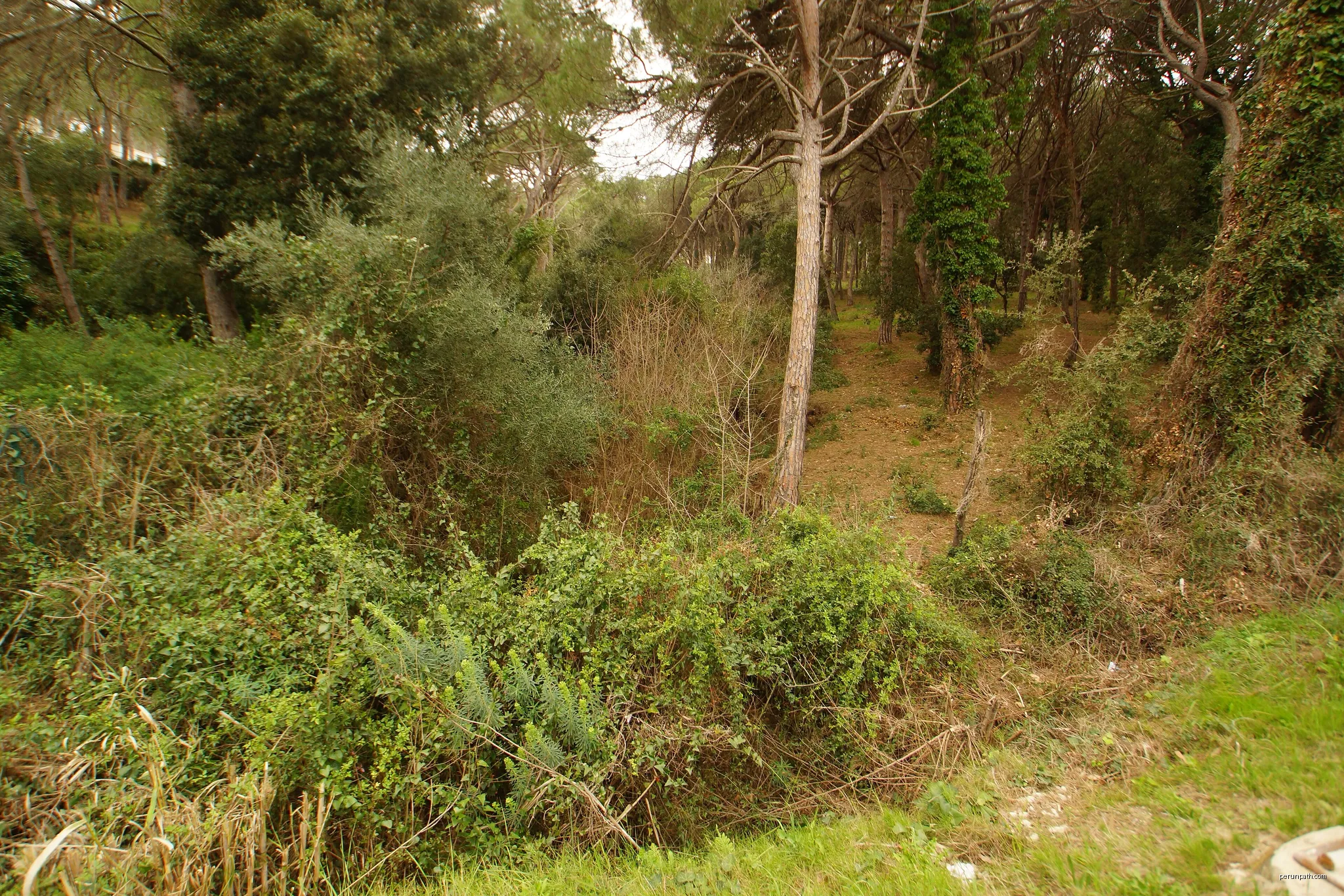 Puig ses Forques