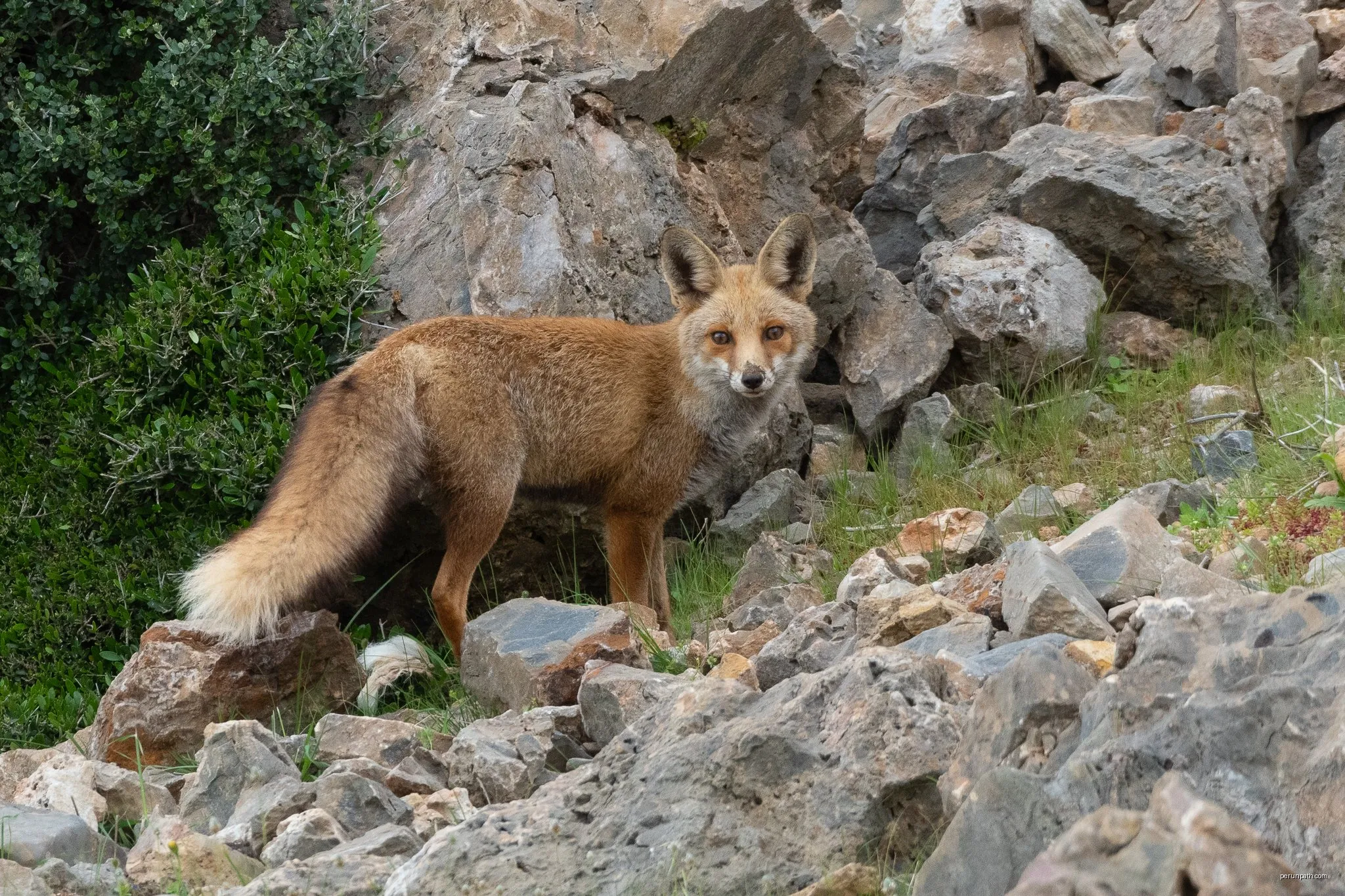 Renard