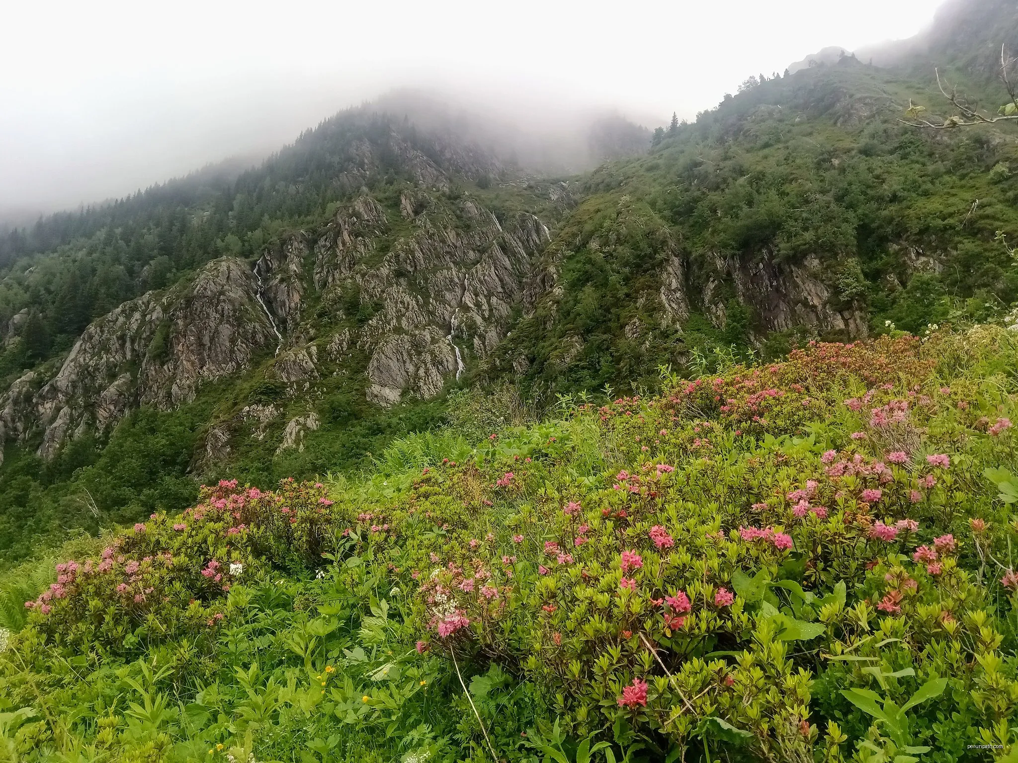 Les rhododendrons