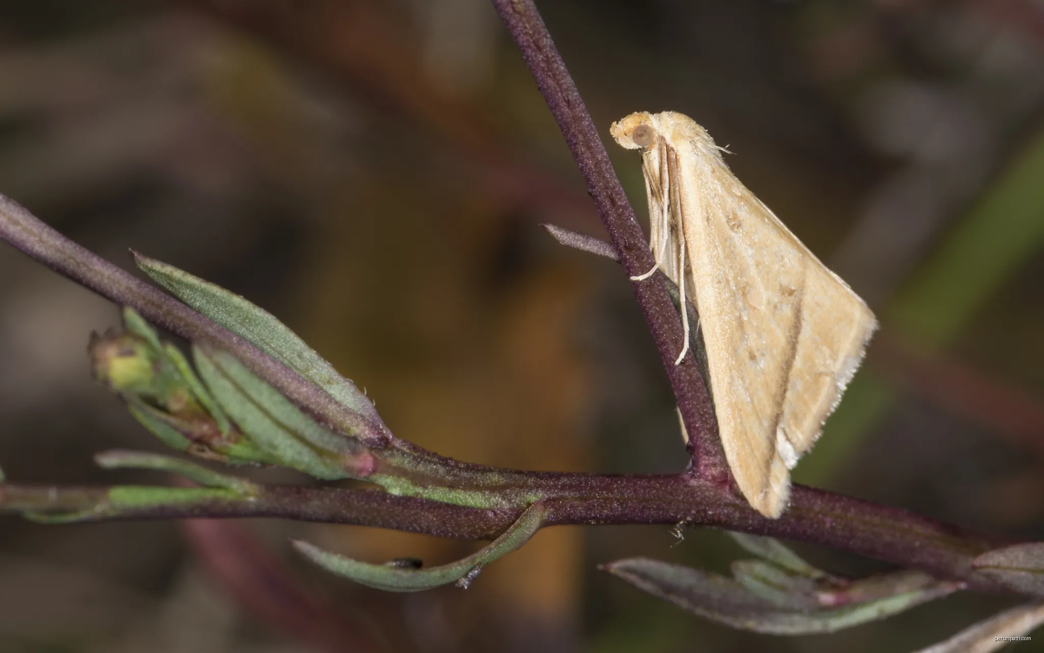 Rhodometra sacraria. Vic-la-Gardiole, Hérault, France. | Autor: Christian Ferrer | Licencja: CC BY-SA 4.0 | Źródło: Wikimedia Commons