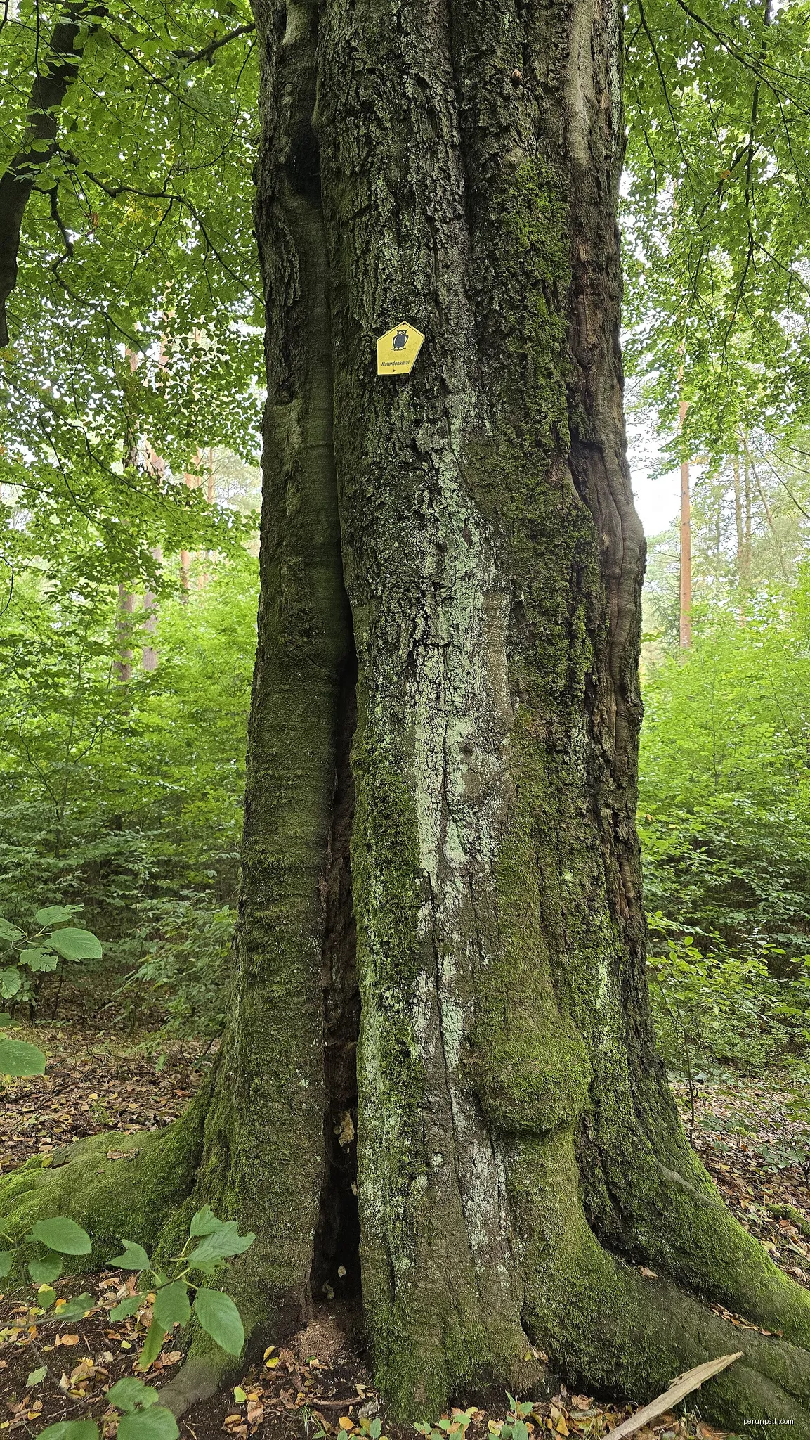 Naturdenkmal Rotbuche Nähe Dreienberg in Großröhrsdorf | Autor: Z thomas | Licencja: CC BY 4.0 | Źródło: Wikimedia Commons